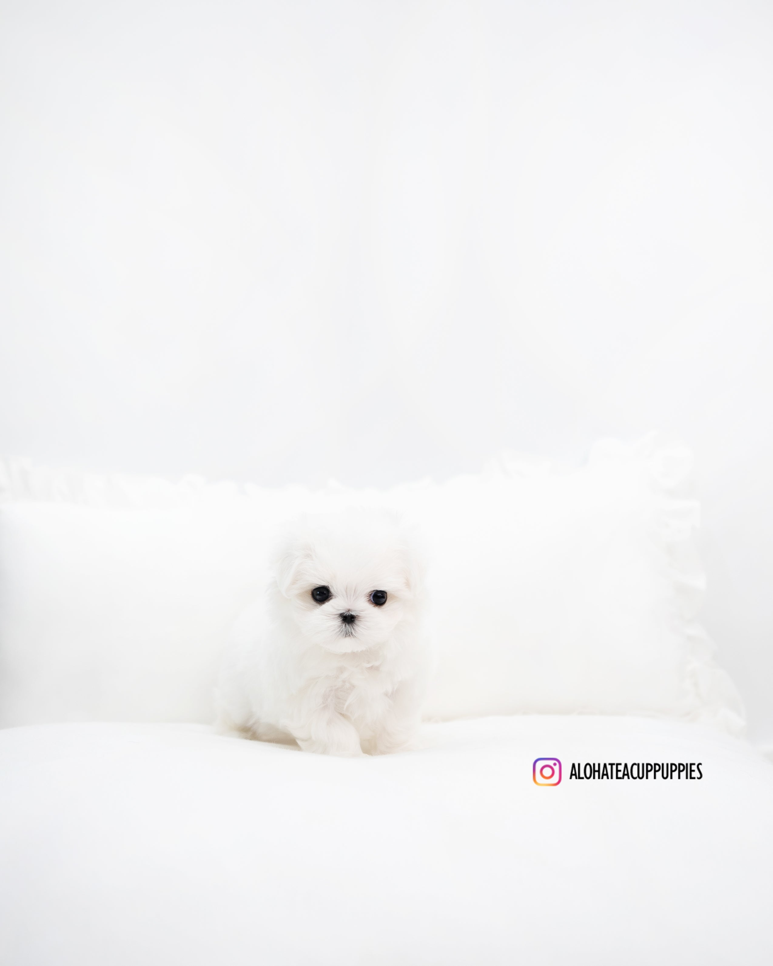 Benjamin [TEACUP MALTESE]