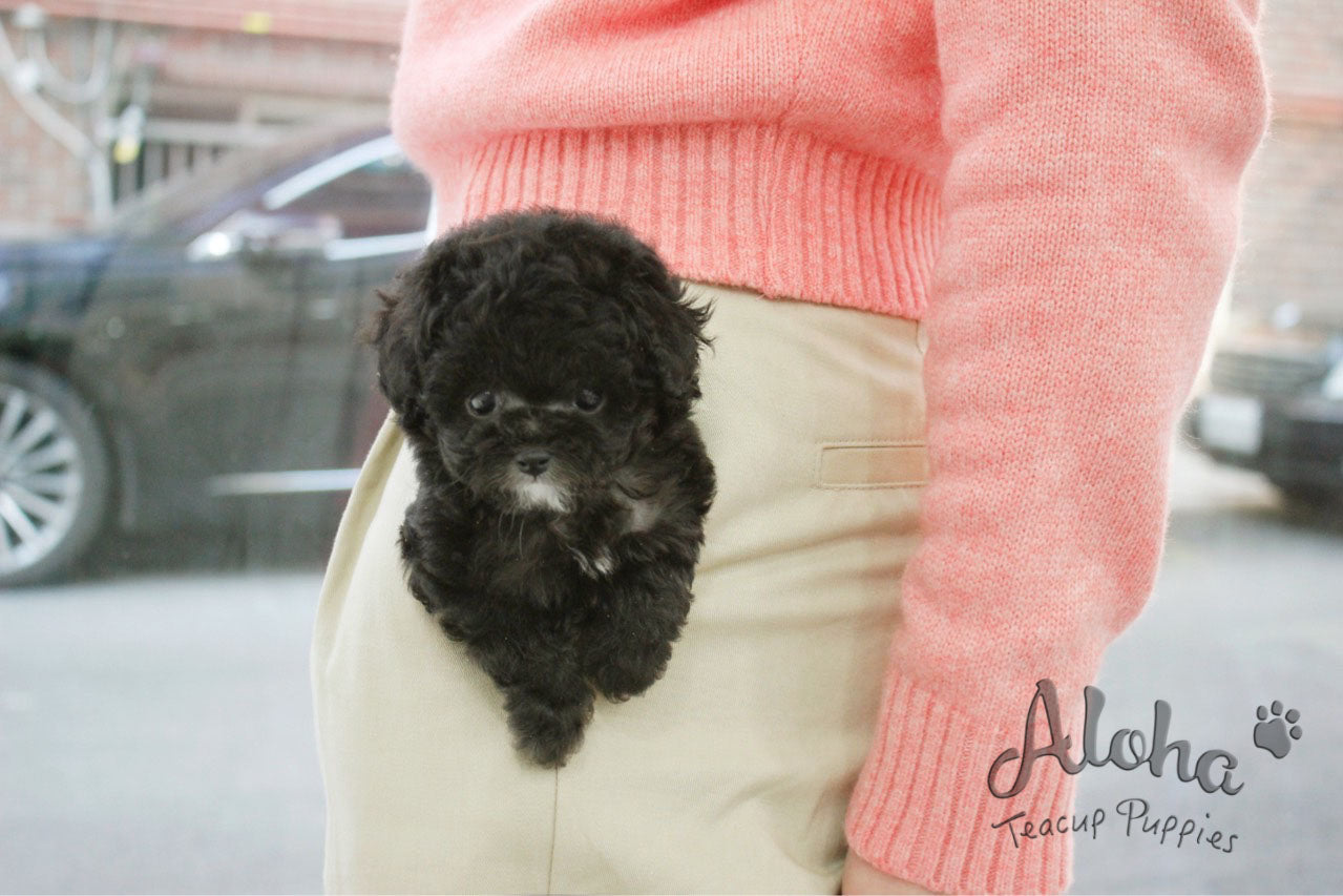 Benny [TEACUP POODLE]