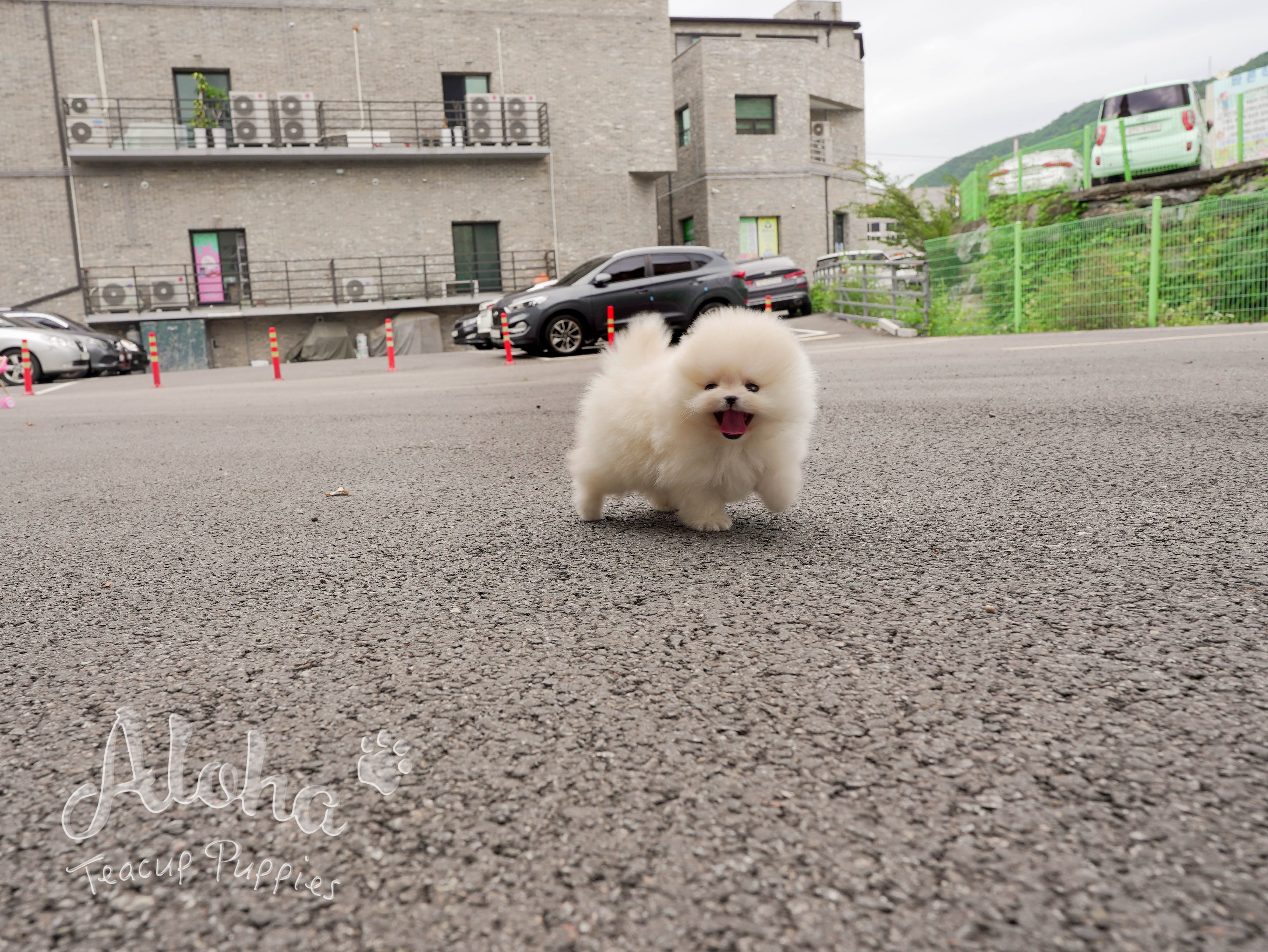 Caramel [TEACUP Pomeranian]