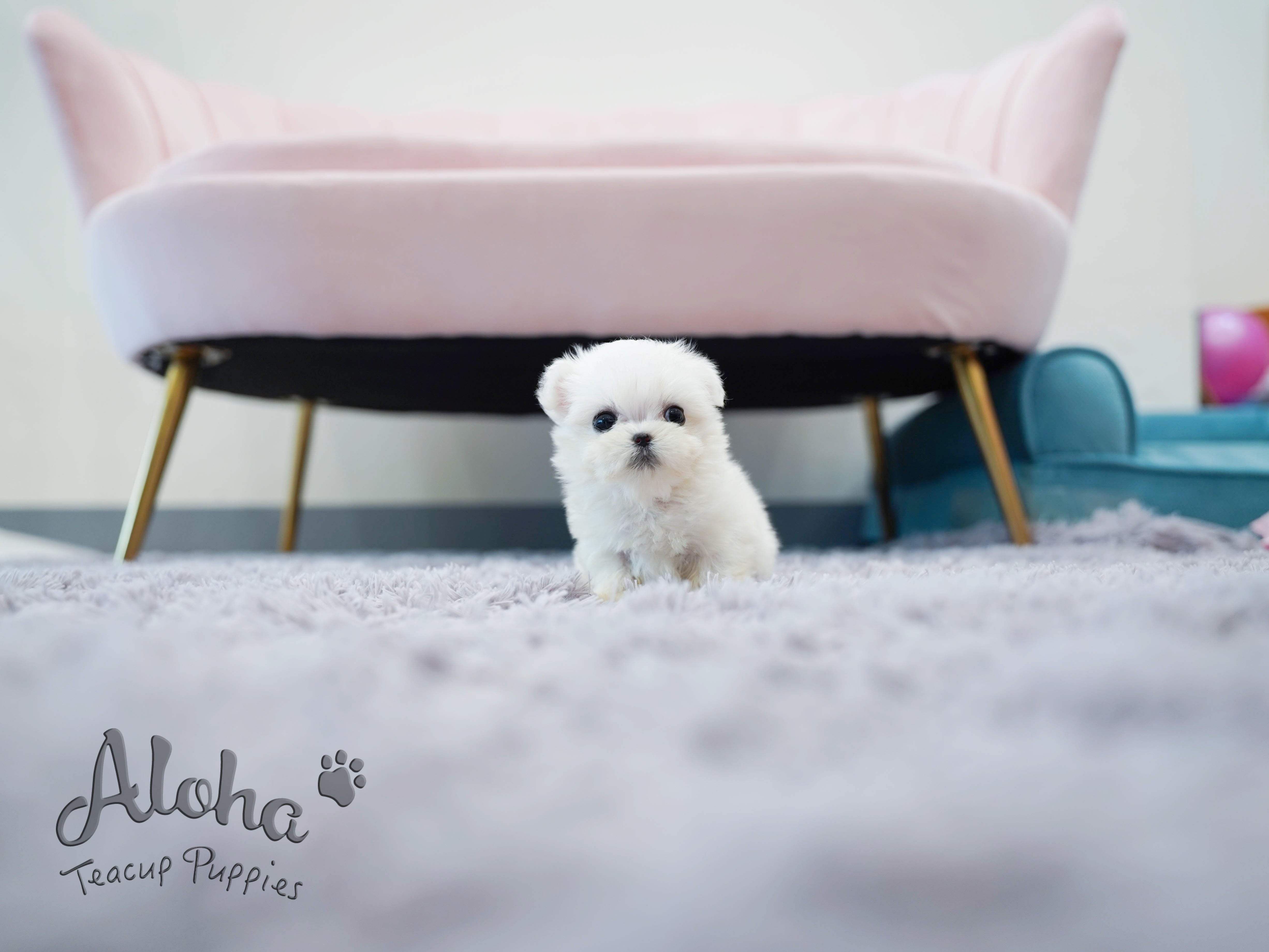 Nana [TEACUP MALTESE]