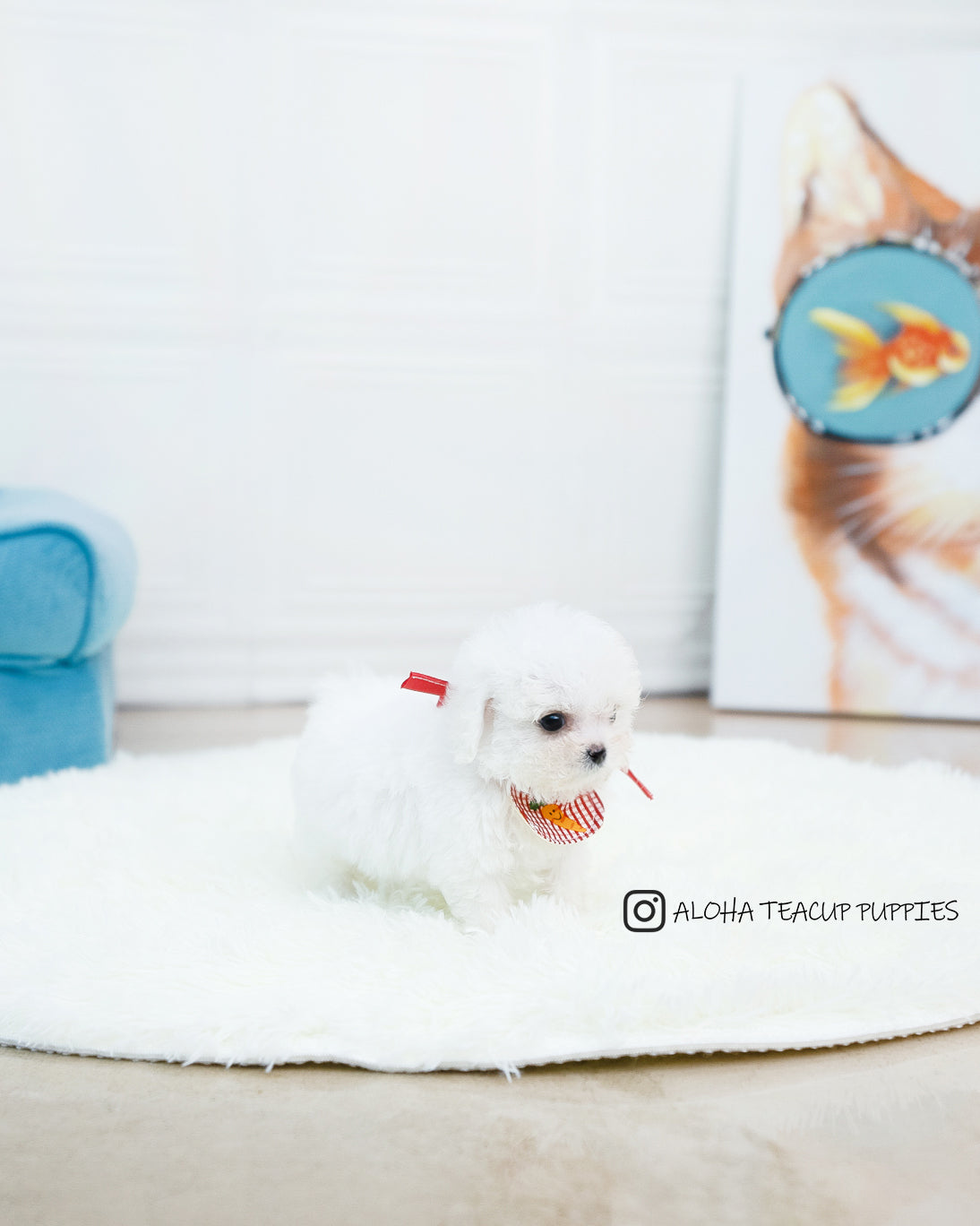 Audrey [TEACUP POODLE]