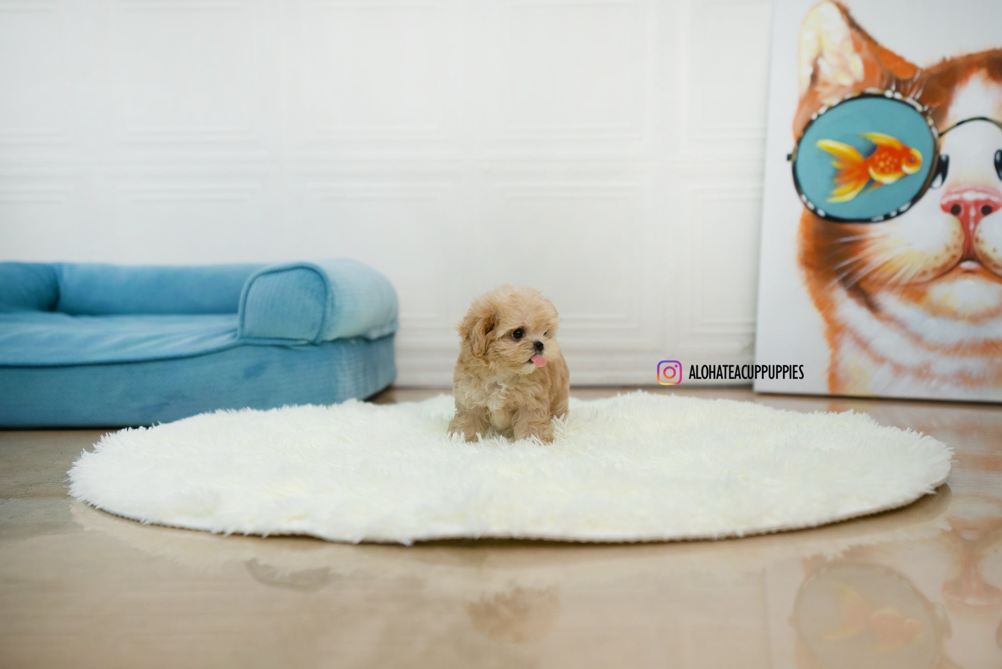 Lumi [TEACUP Maltipoo]