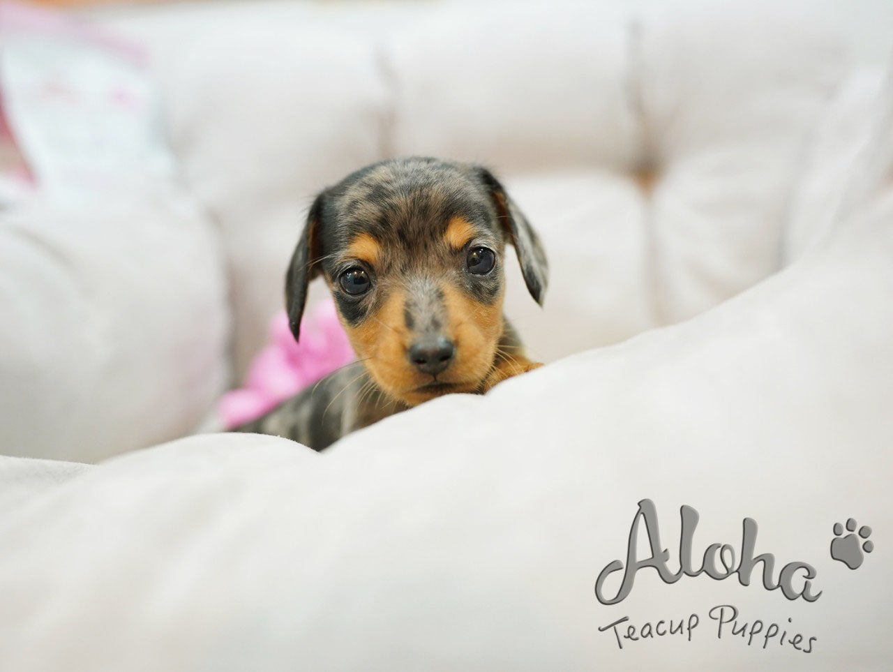 RAY [Dachshund miniatura]