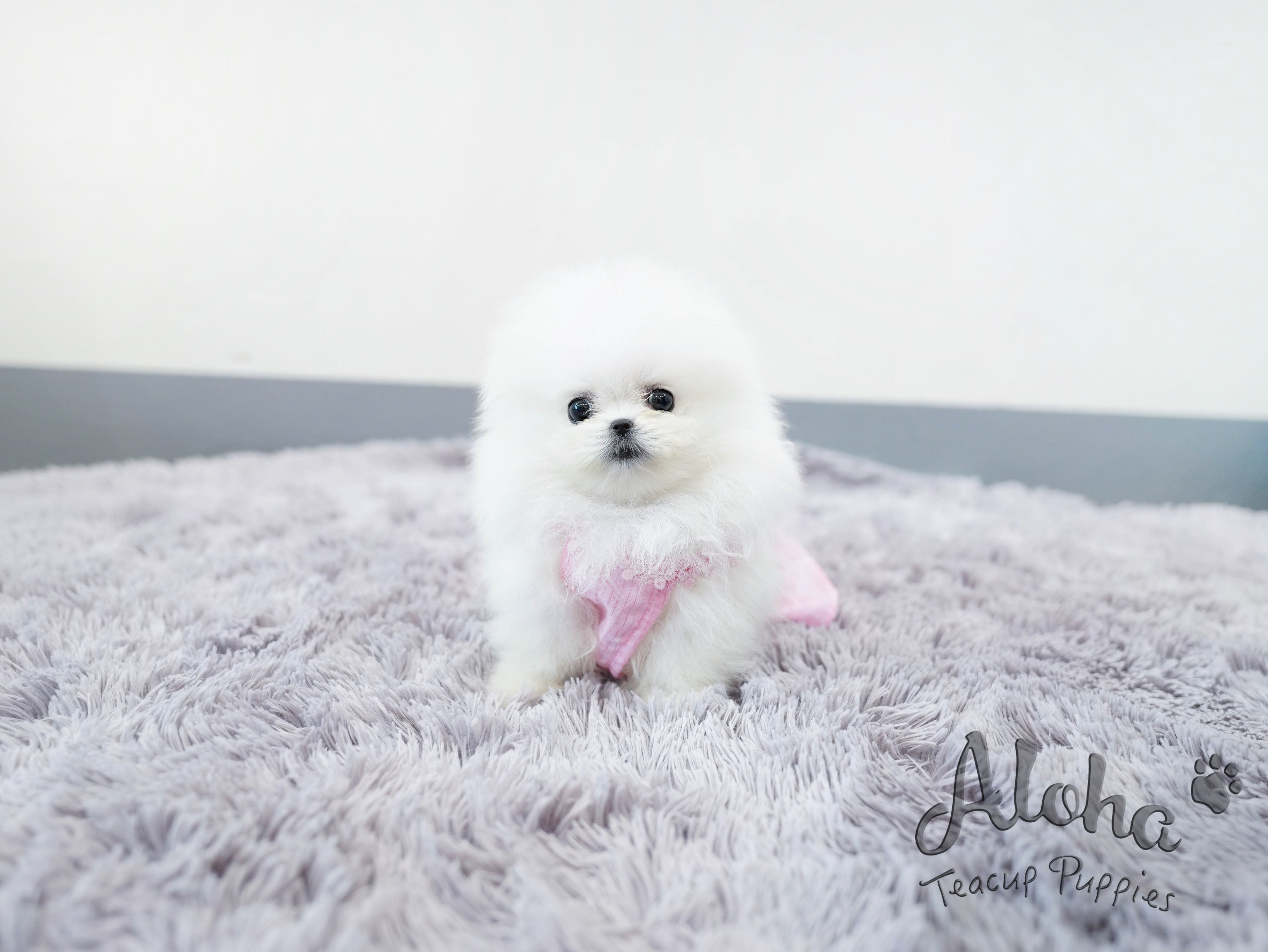 Gelato [TEACUP POMERANIAN]