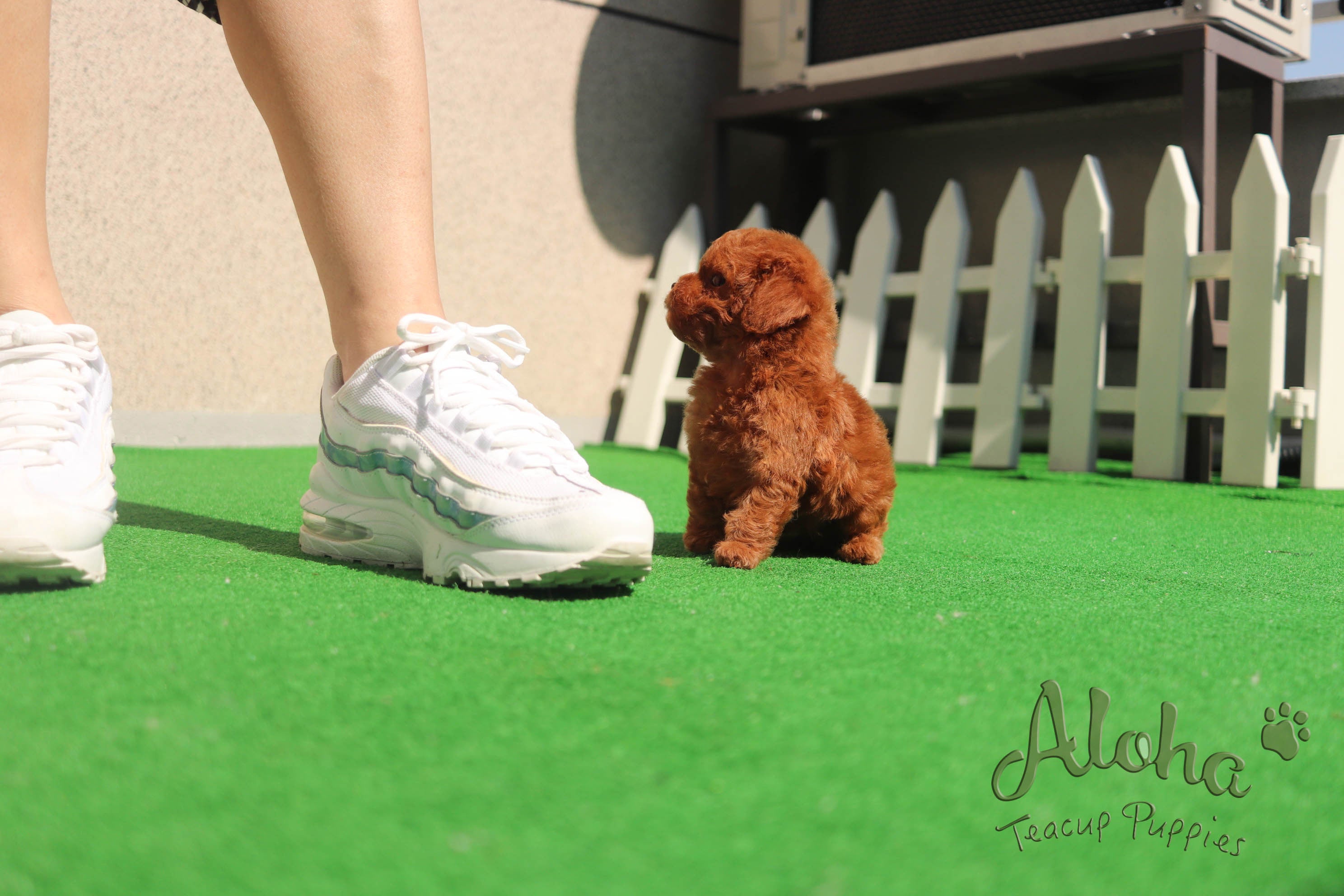 Sold to Quran, Teddy [Teacup Poodle]