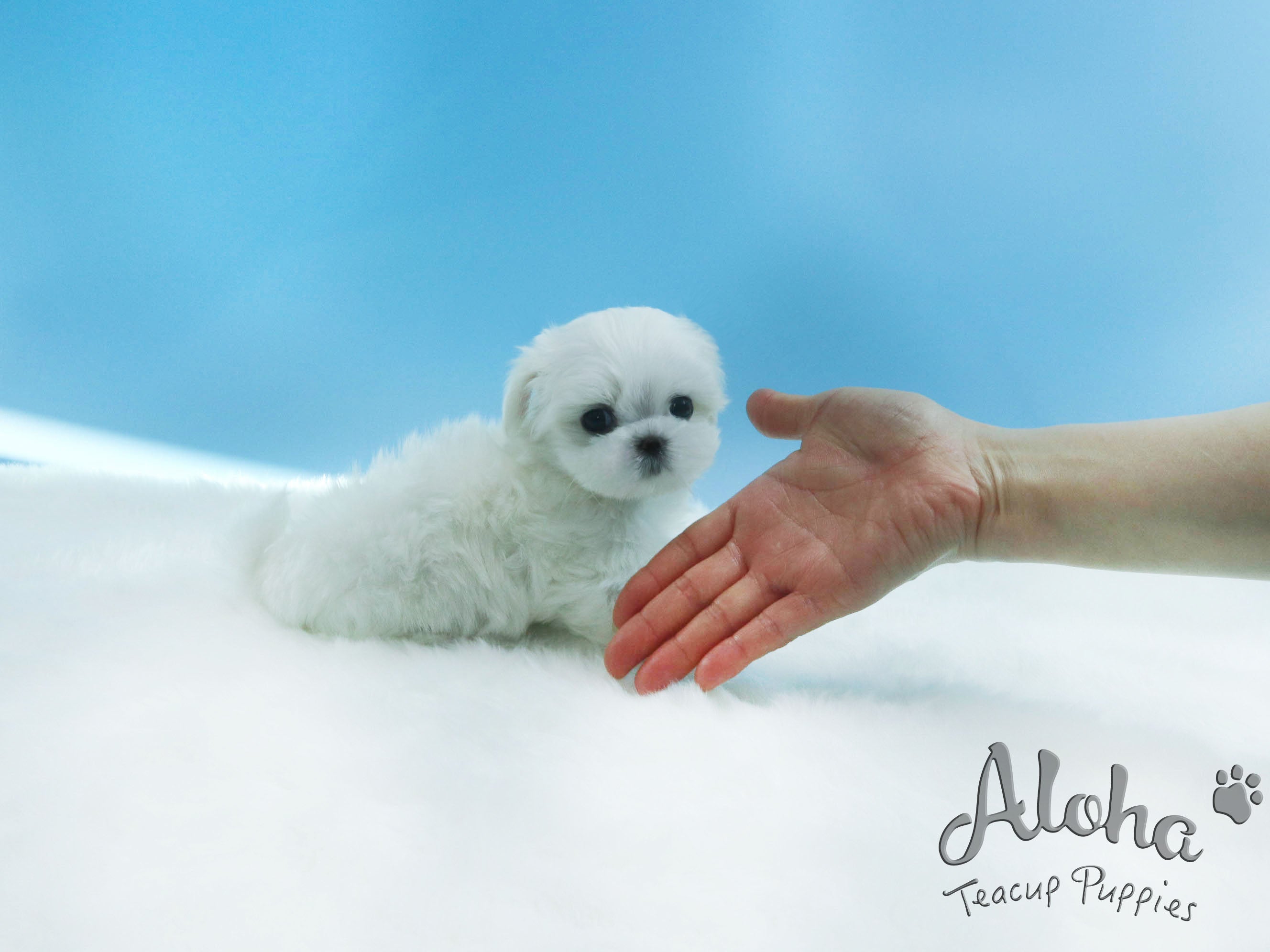ODIN [TEACUP MALTESE]
