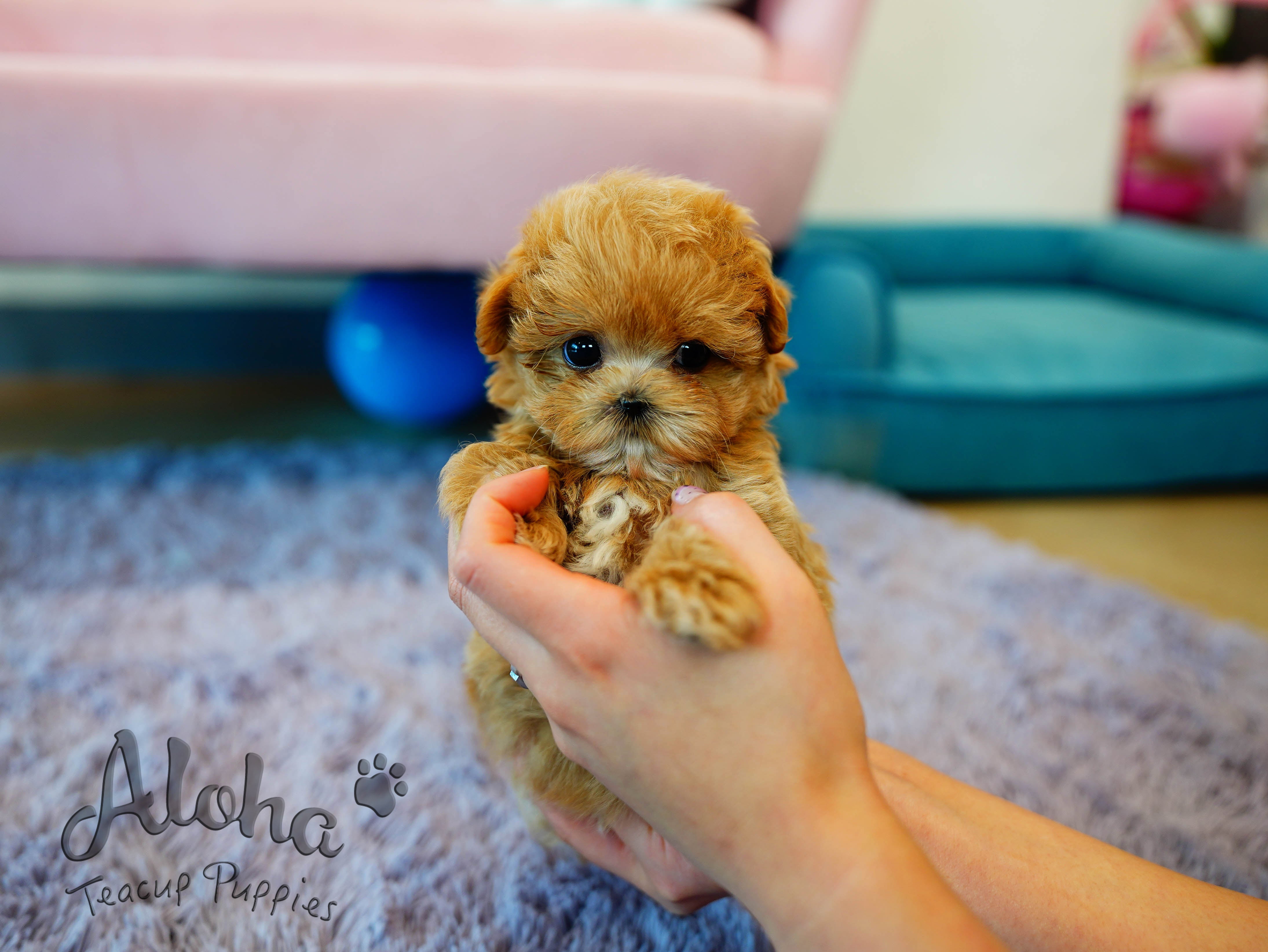 Cookie [TEACUP MALTIPOO]