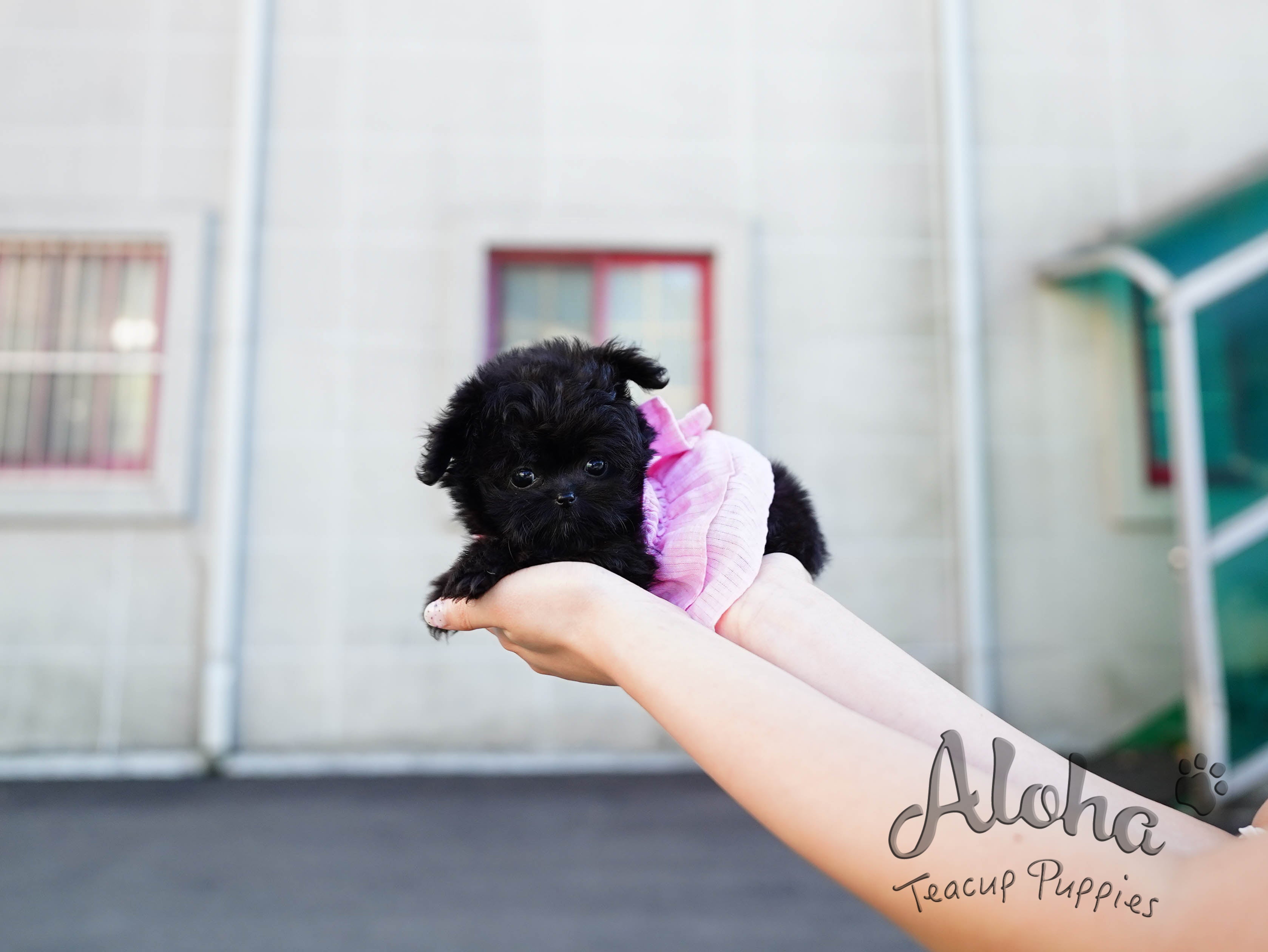 Bambi [TEACUP MALTIPOO]