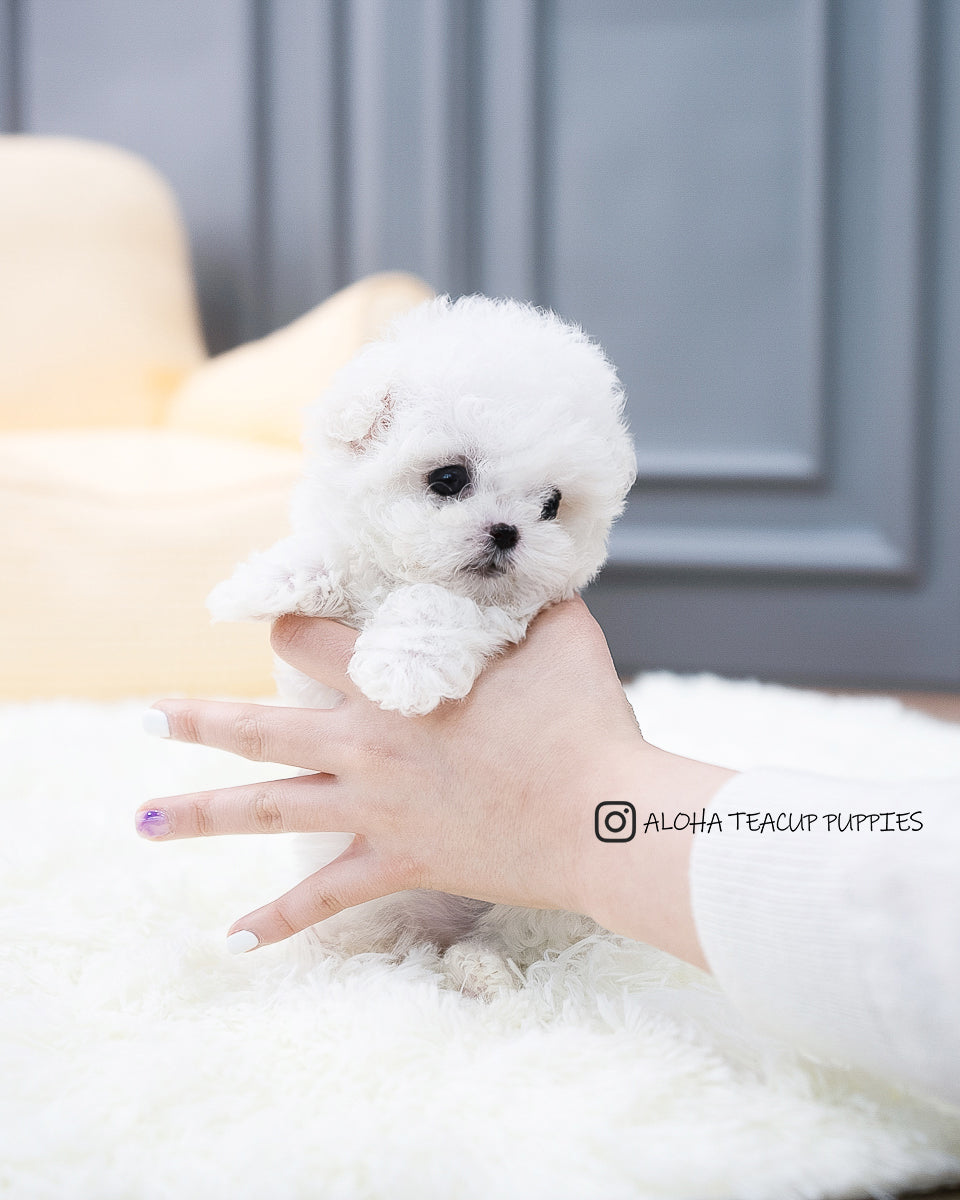 Ashley [TEACUP BICHON]