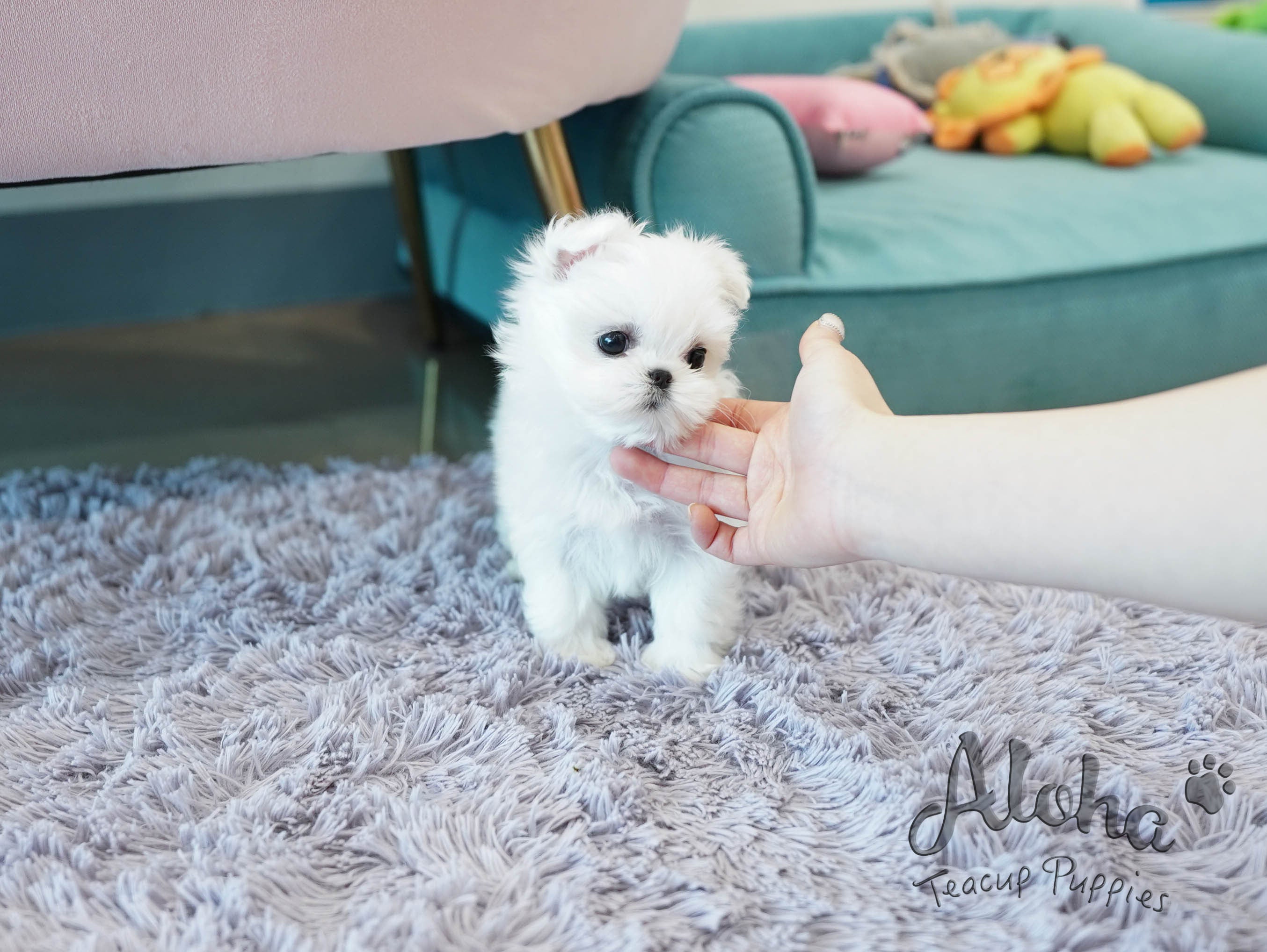 Celine [TEACUP MALTESE]