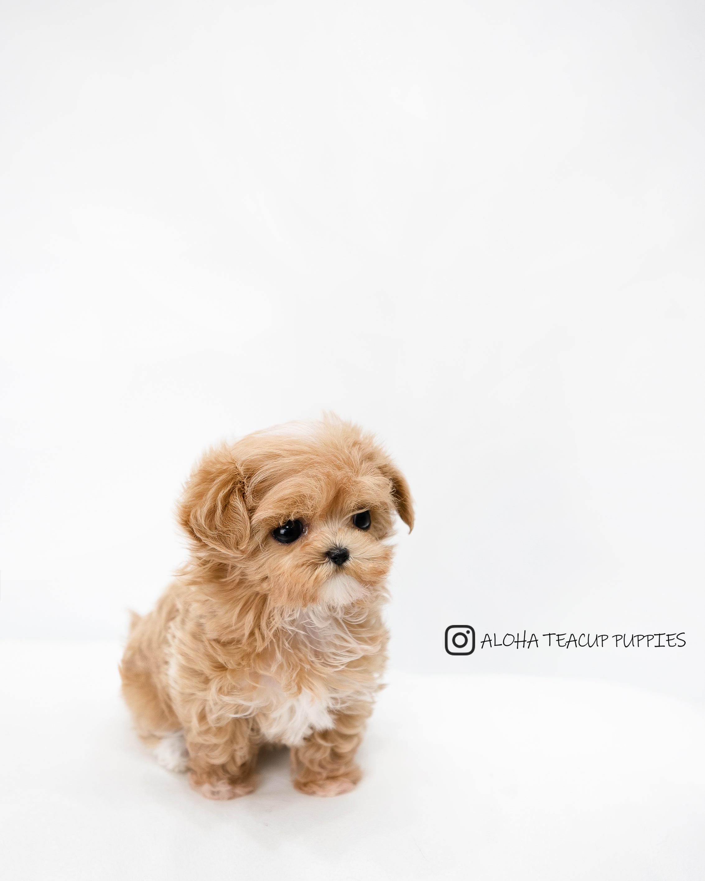 Riley [TEACUP MALTIPOO]