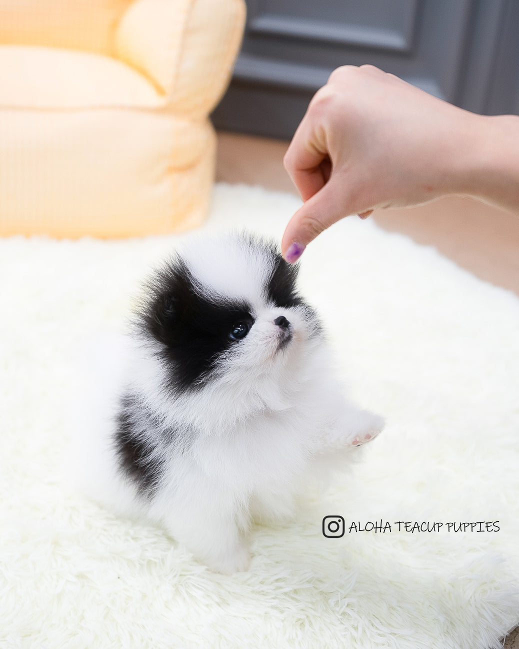 Linda [Pomerania DE BOLSILLO]
