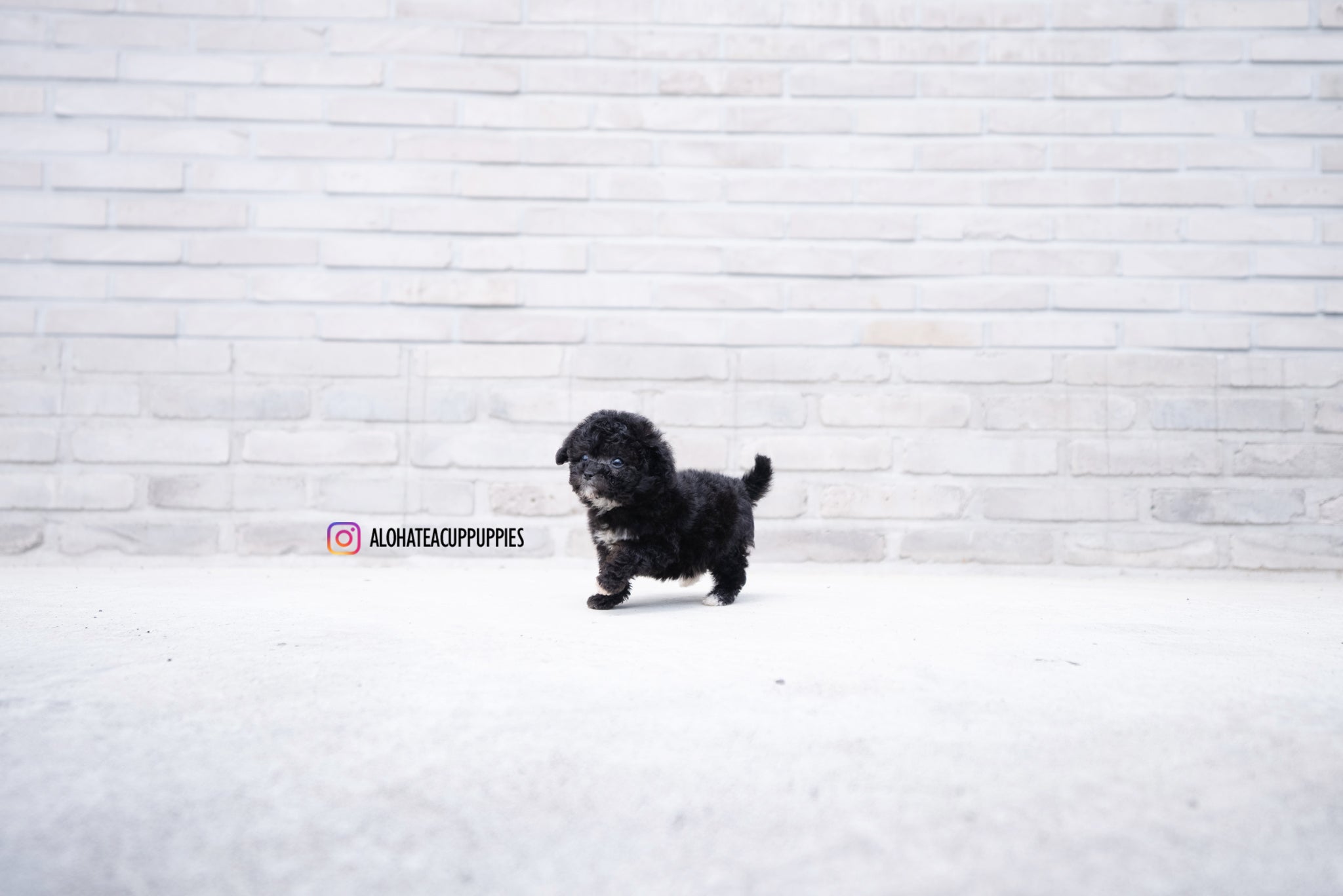 Maeve [TEACUP POODLE]