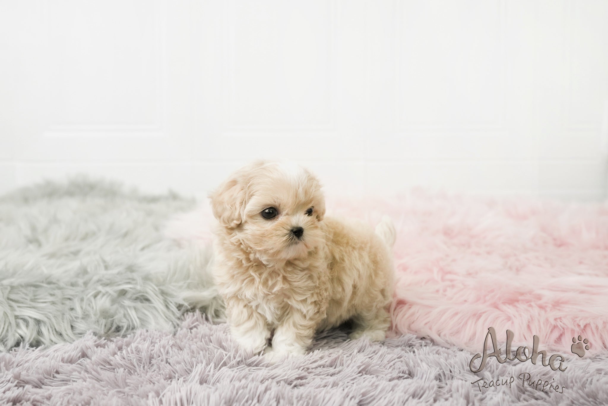 Andy [TEACUP MALTIPOO]