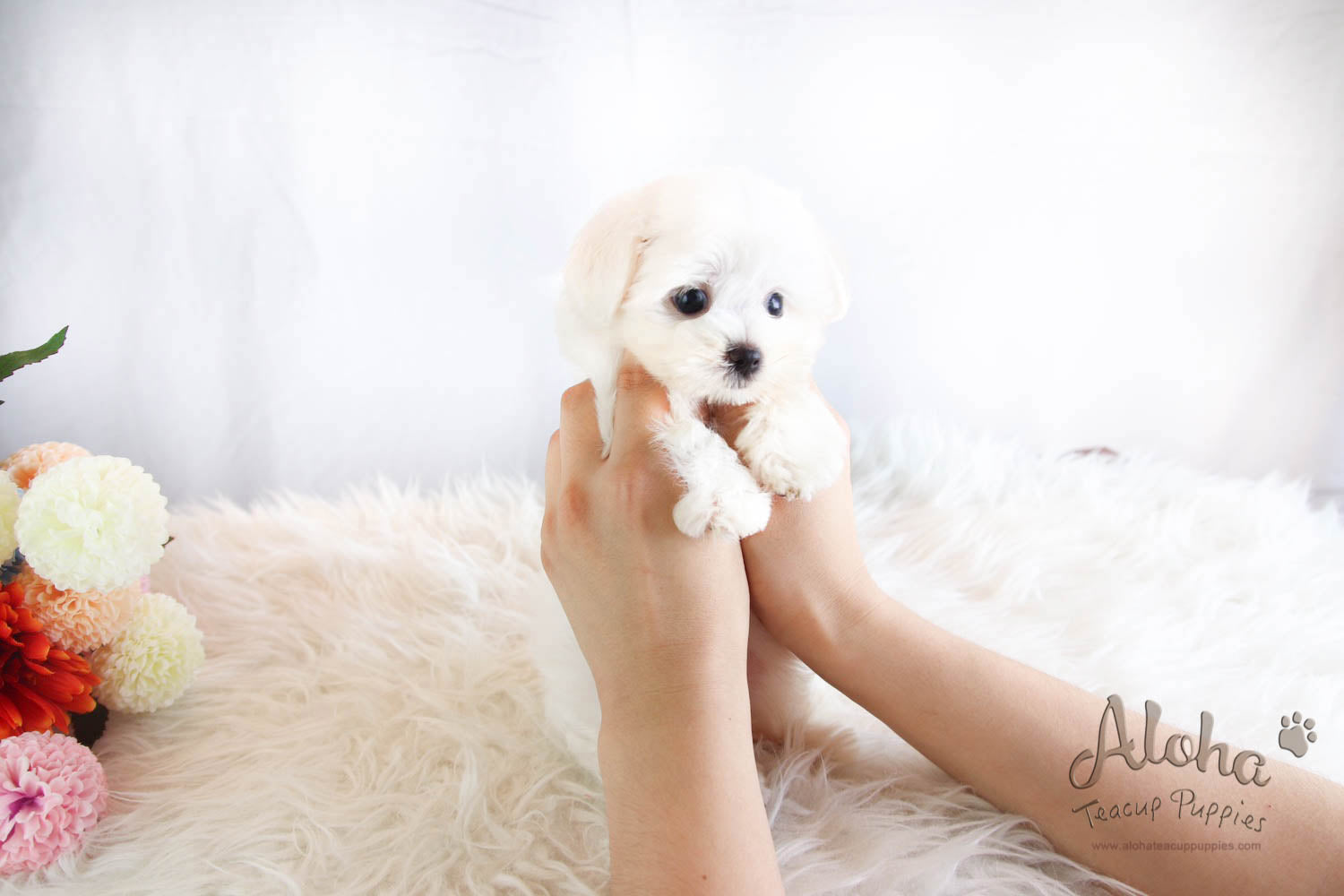 Lucky - [Maltese] - Sold to Beth De Campos