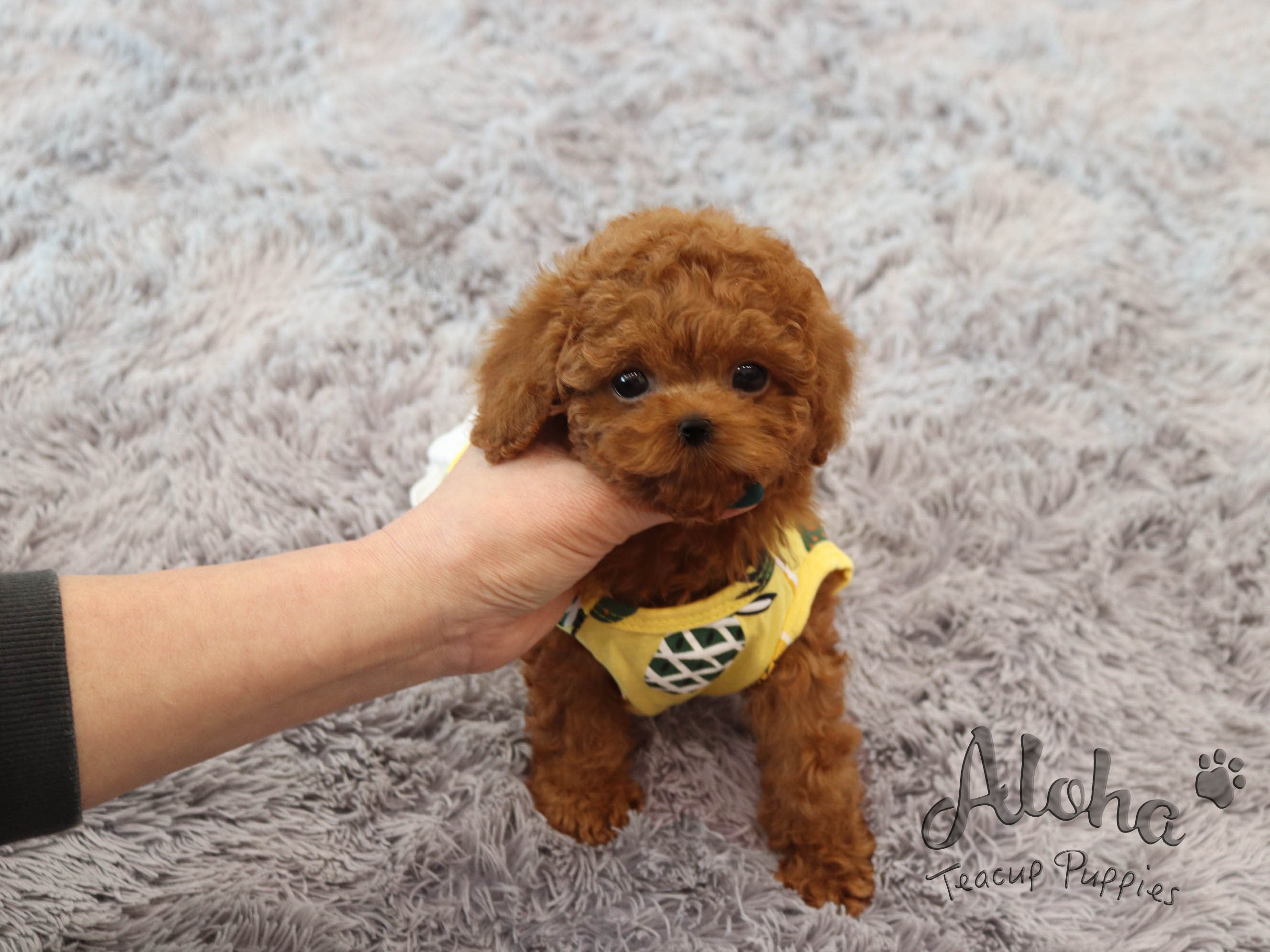 Hani [TEACUP POODLE]
