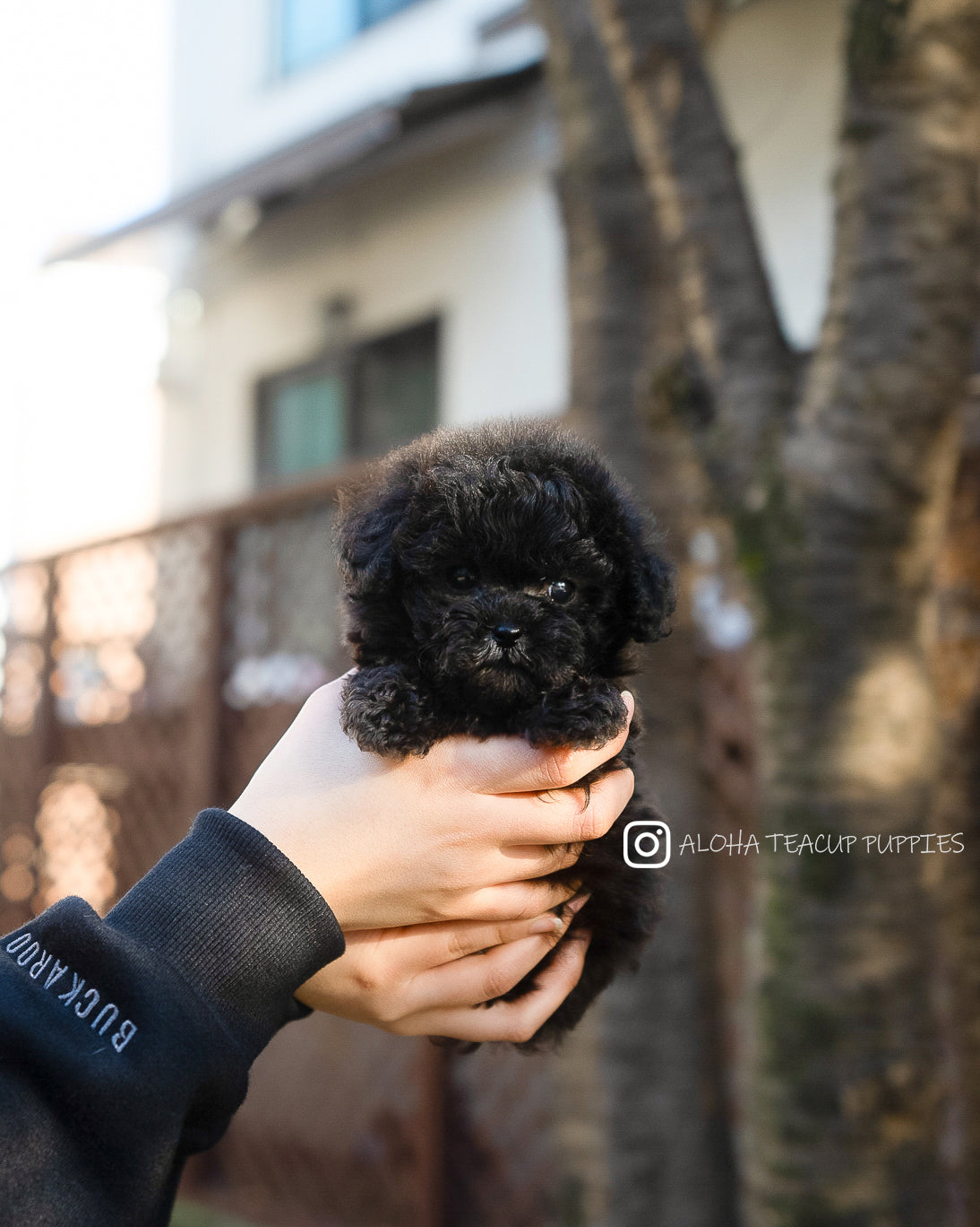 Lon [POODLE TOY]