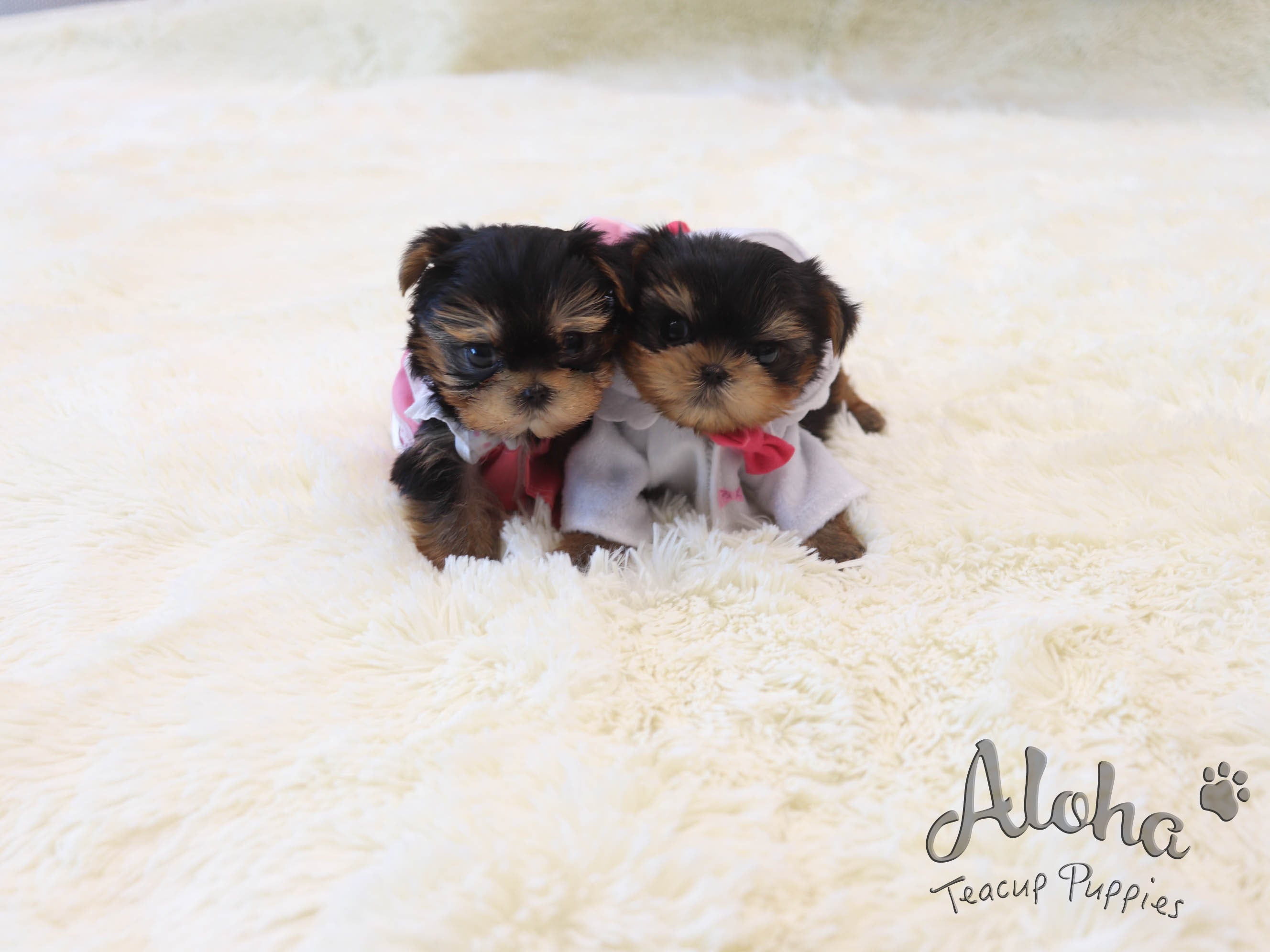 Pie [TEACUP Yorkie]