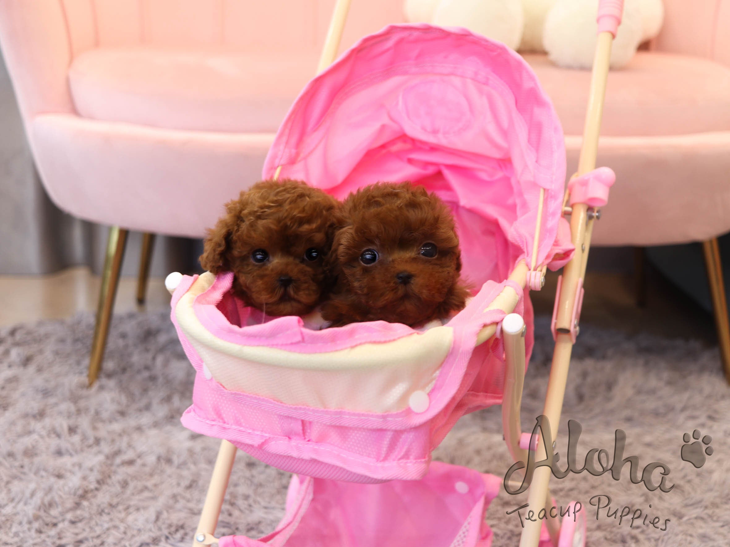 Popcorn [TEACUP POODLE]