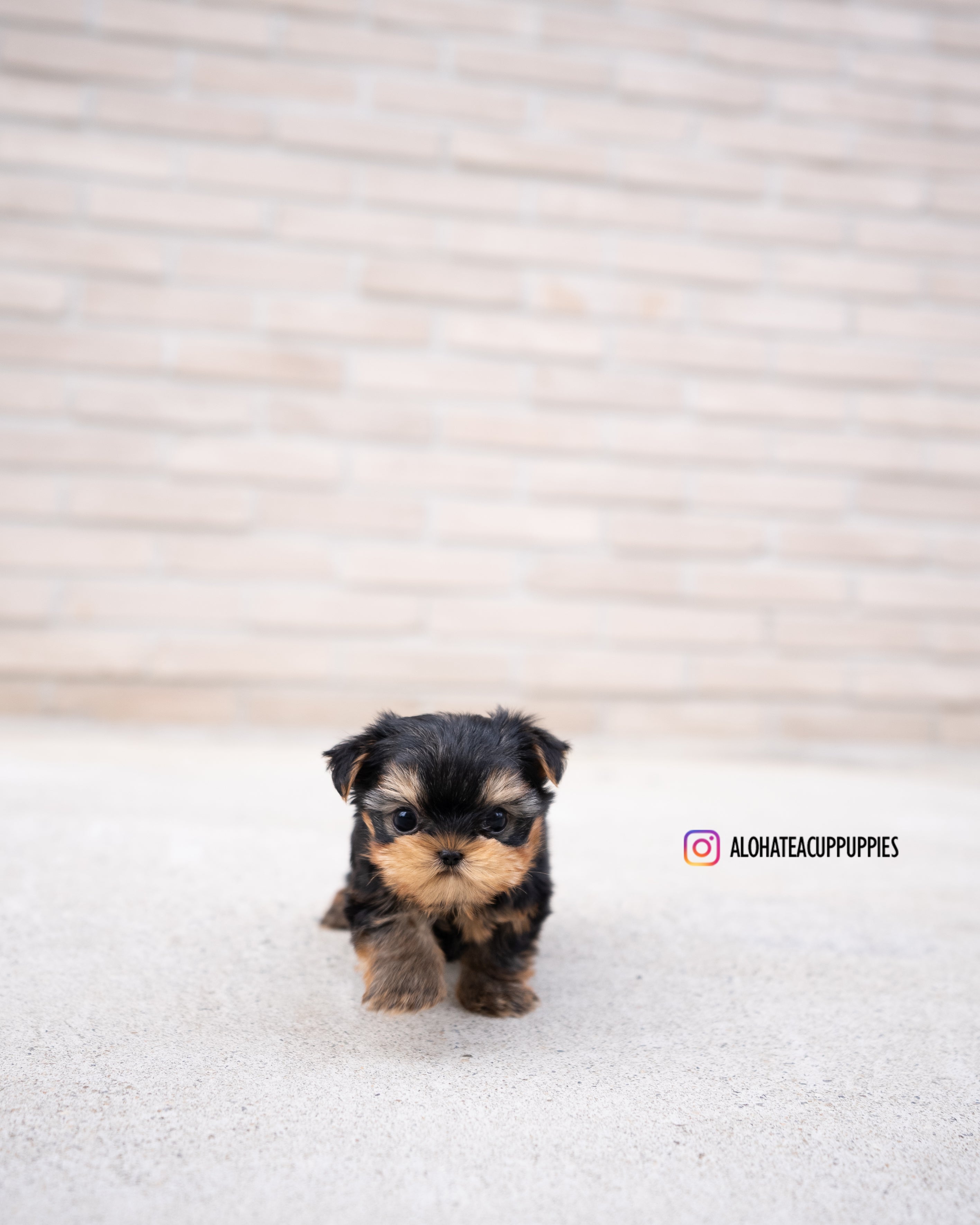 Charlotte [TEACUP YORKIE]