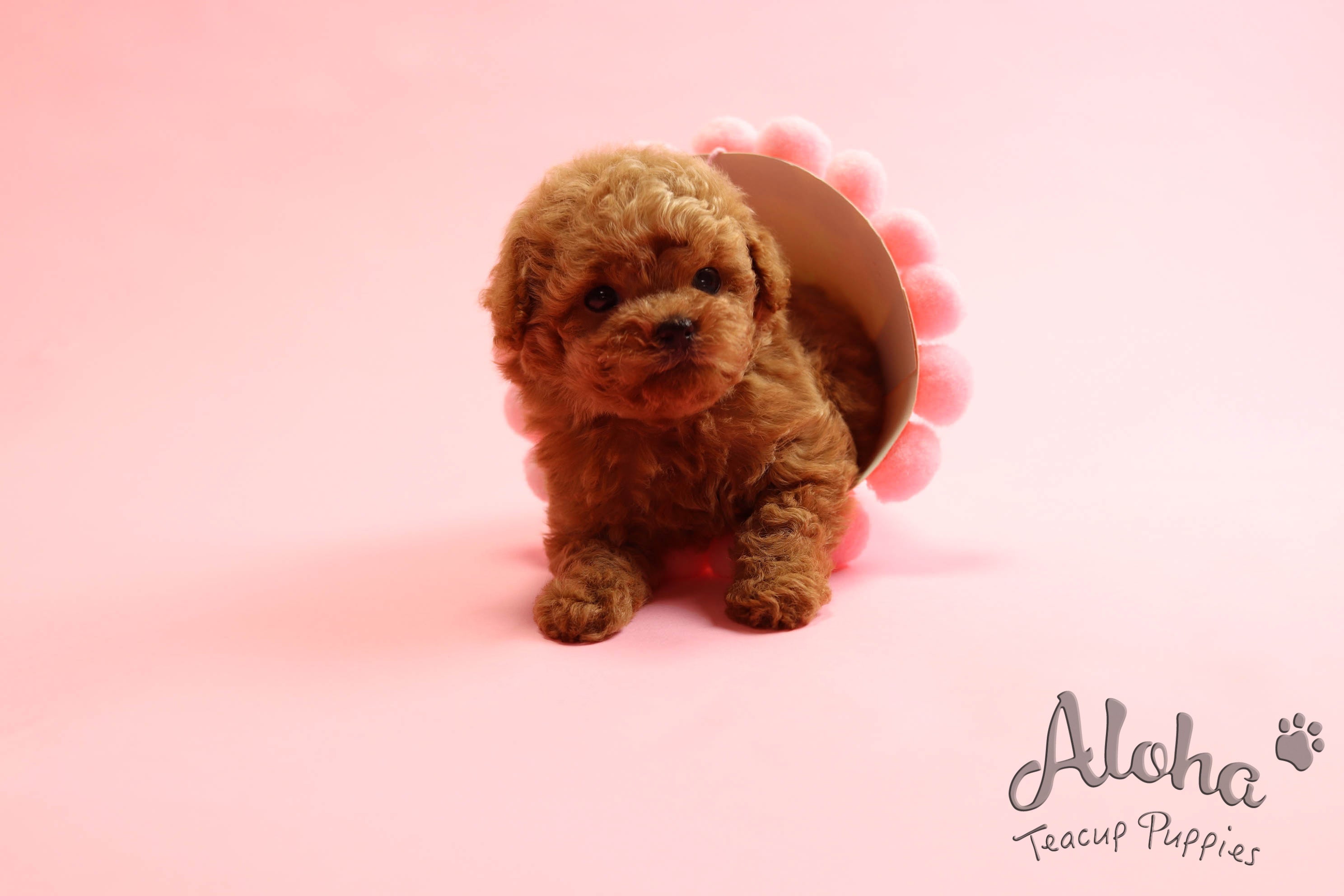 Sold to Diana, JELLY [TEACUP MALTIPOO]