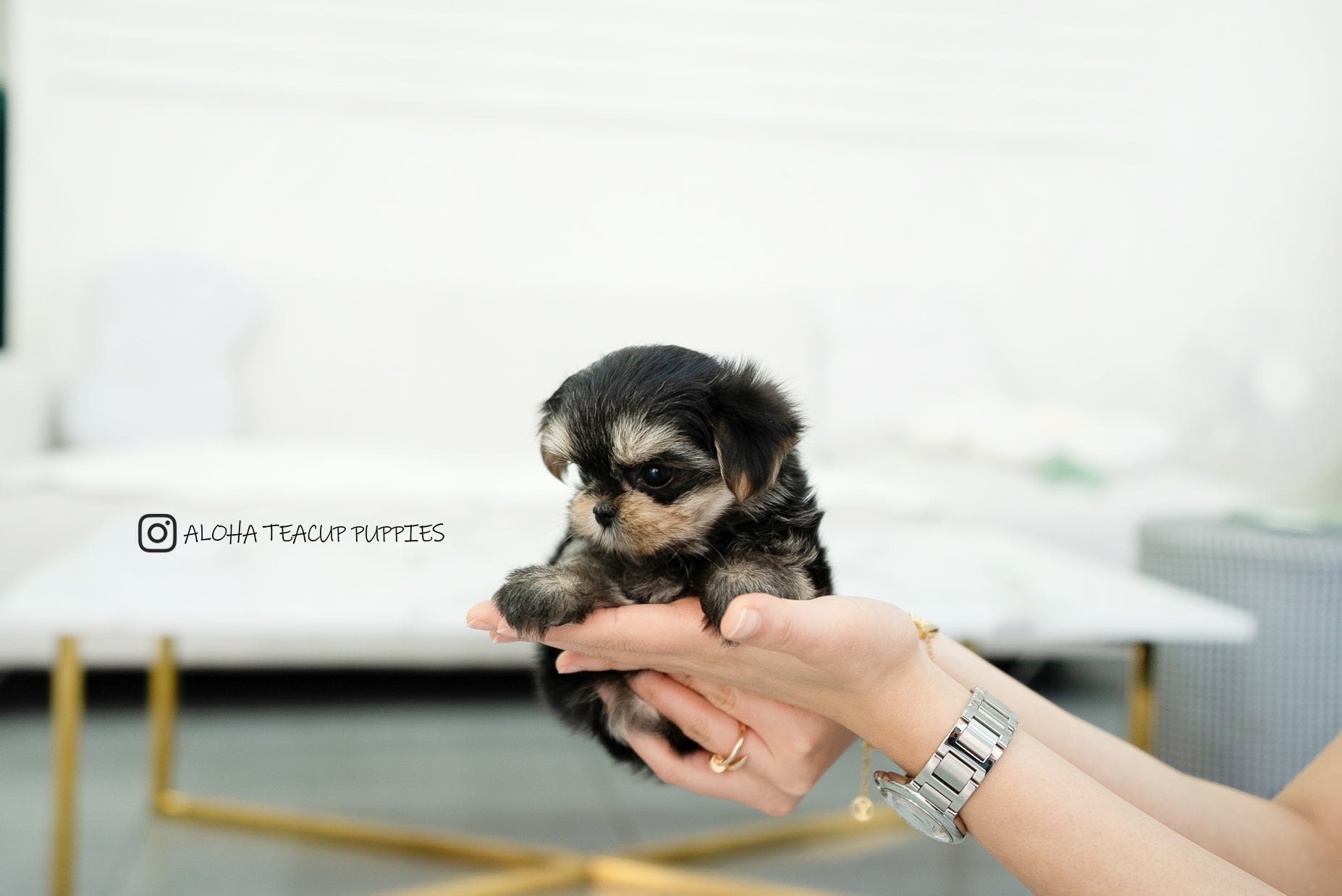 Leyna [TEACUP Morkie]