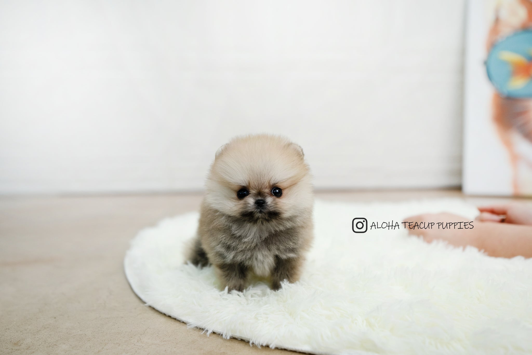 Zona [TEACUP POMERANIAN]