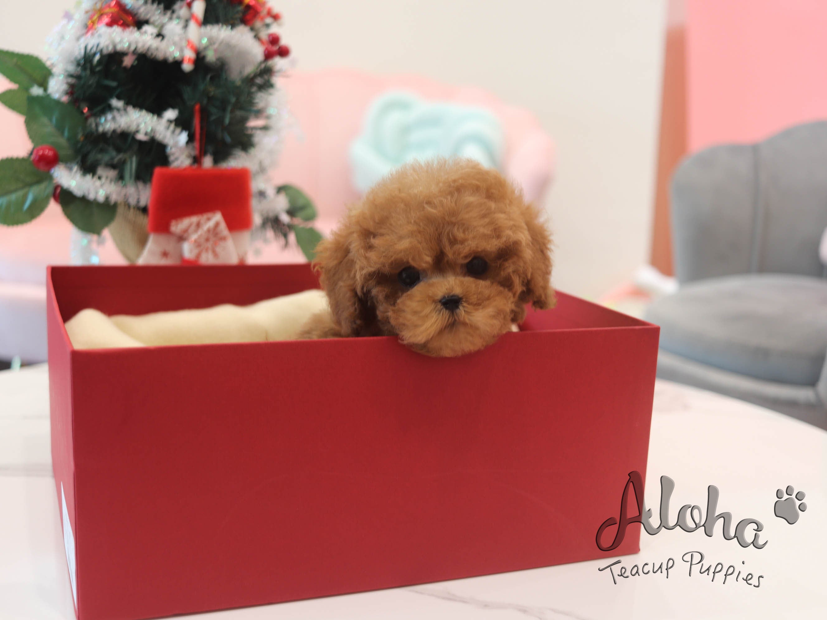 Mini [TEACUP Poodle]