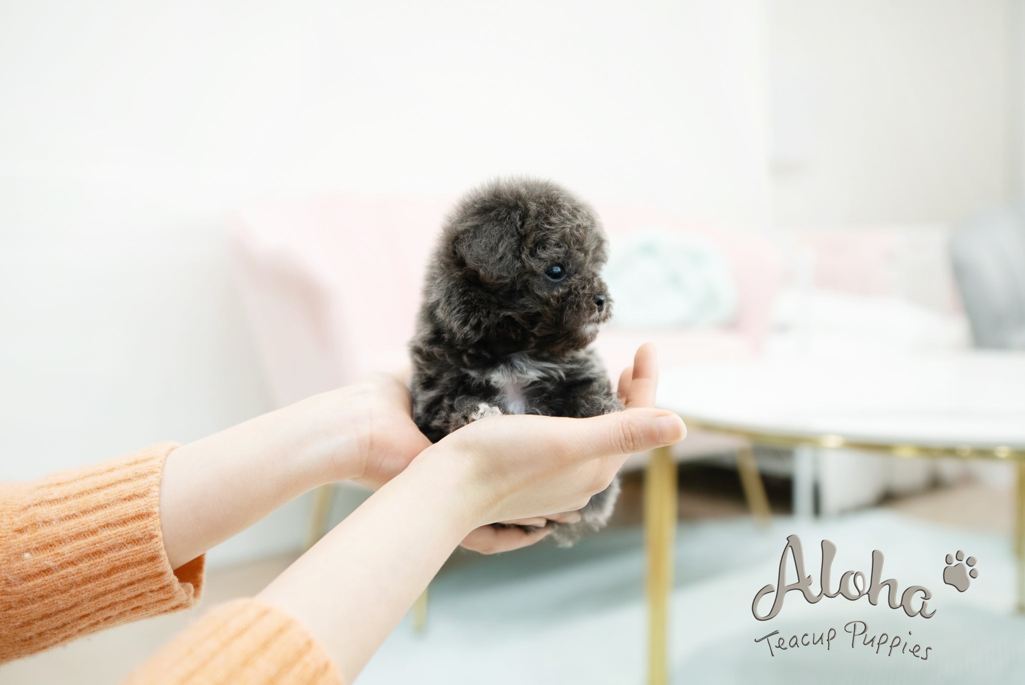 Ian [TEACUP POODLE]