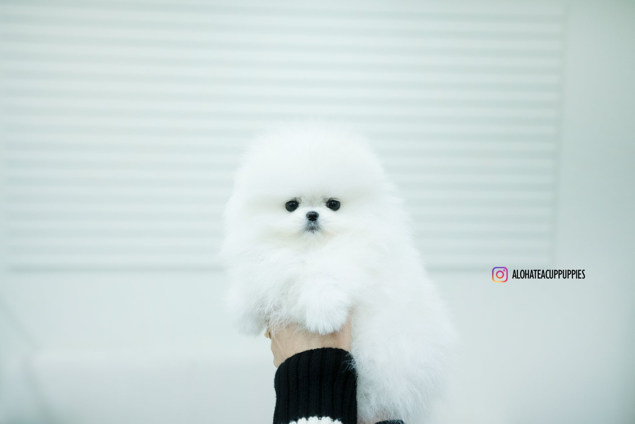Aphrodite [TEACUP POMERANIAN]