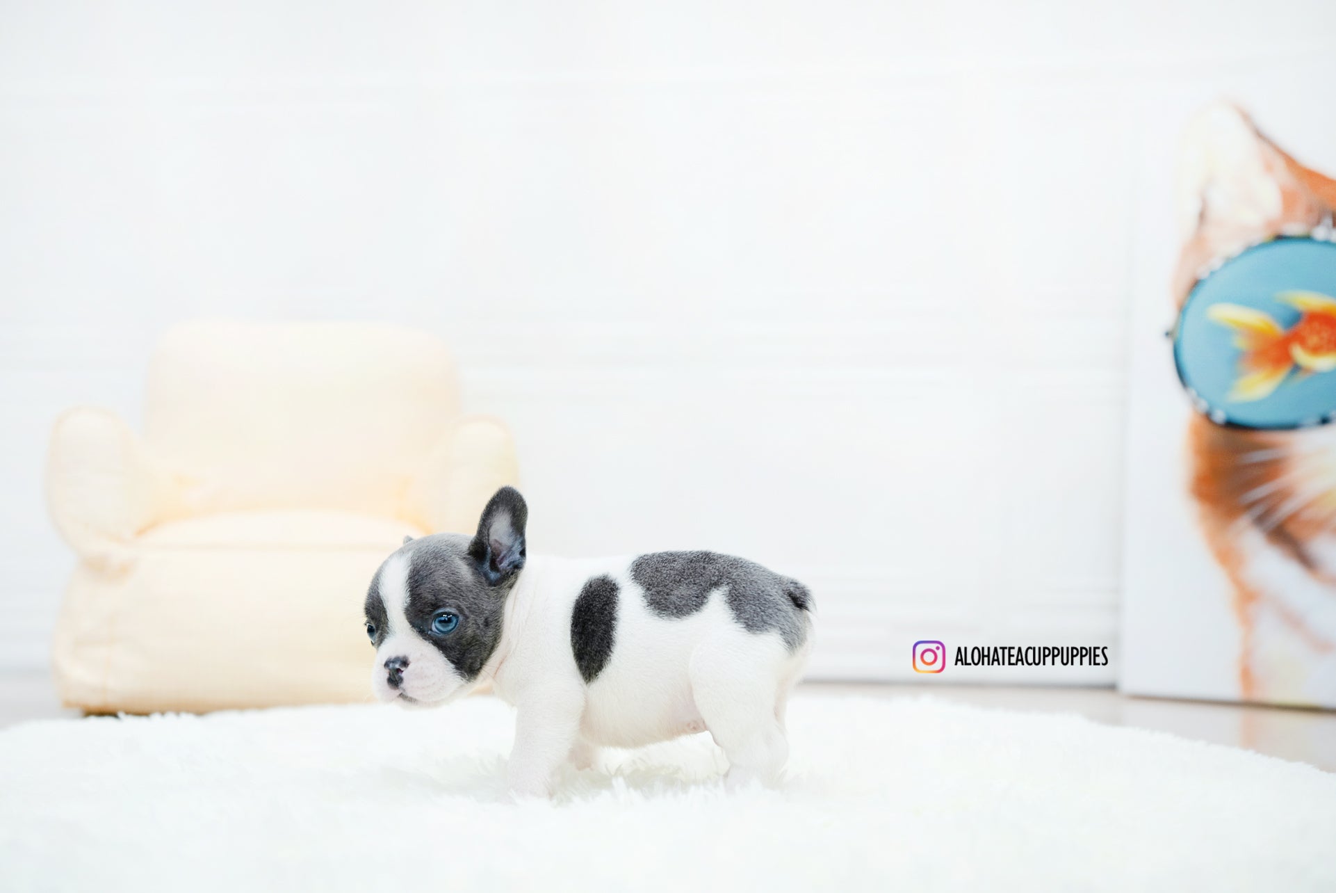 Brody [TEACUP FRENCH]