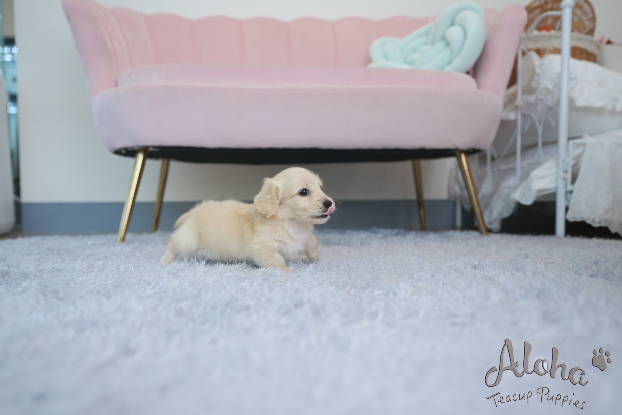 Ariel [TEACUP DACHSHUND]