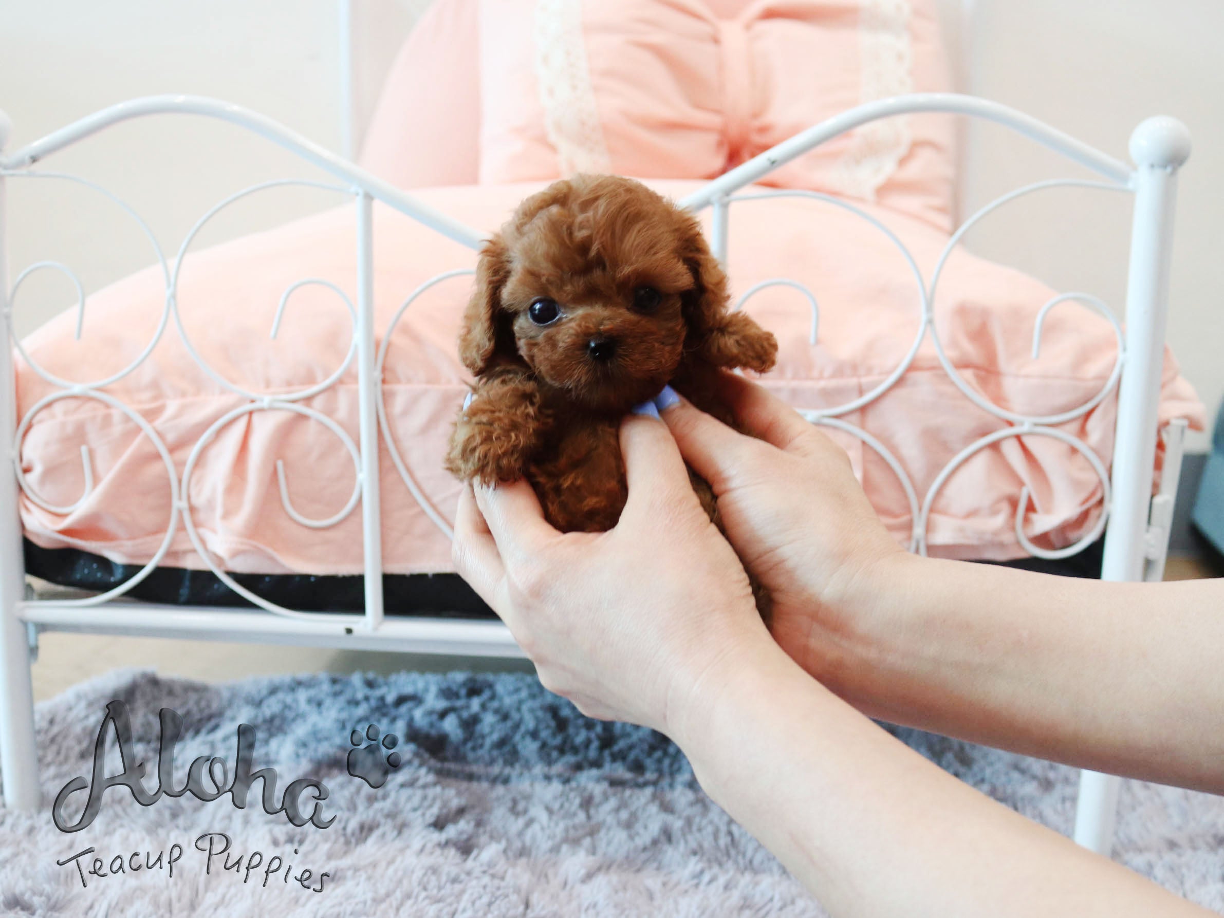 Kona [TEACUP POODLE]