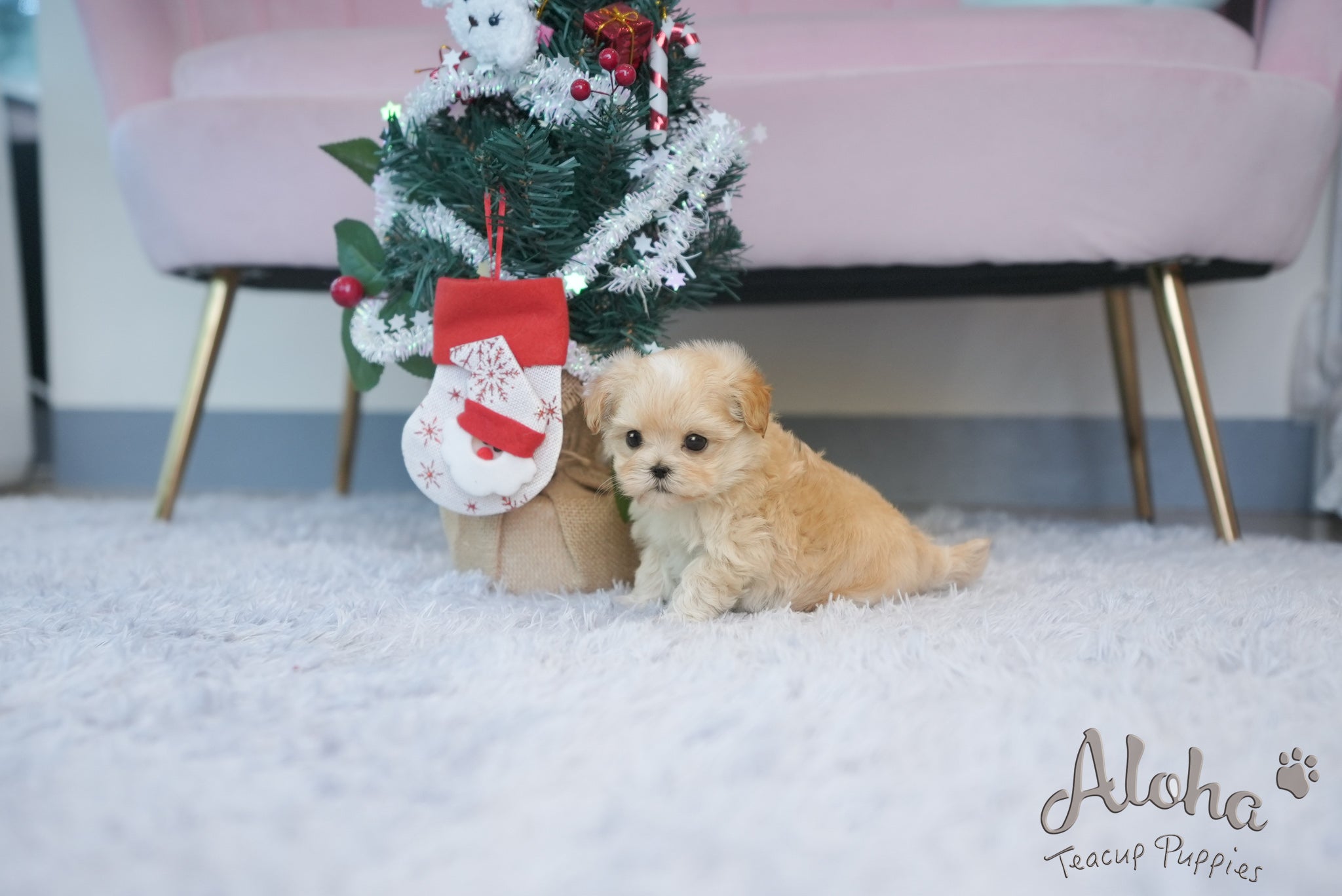 MAPLE [TEACUP MALTIPOO]