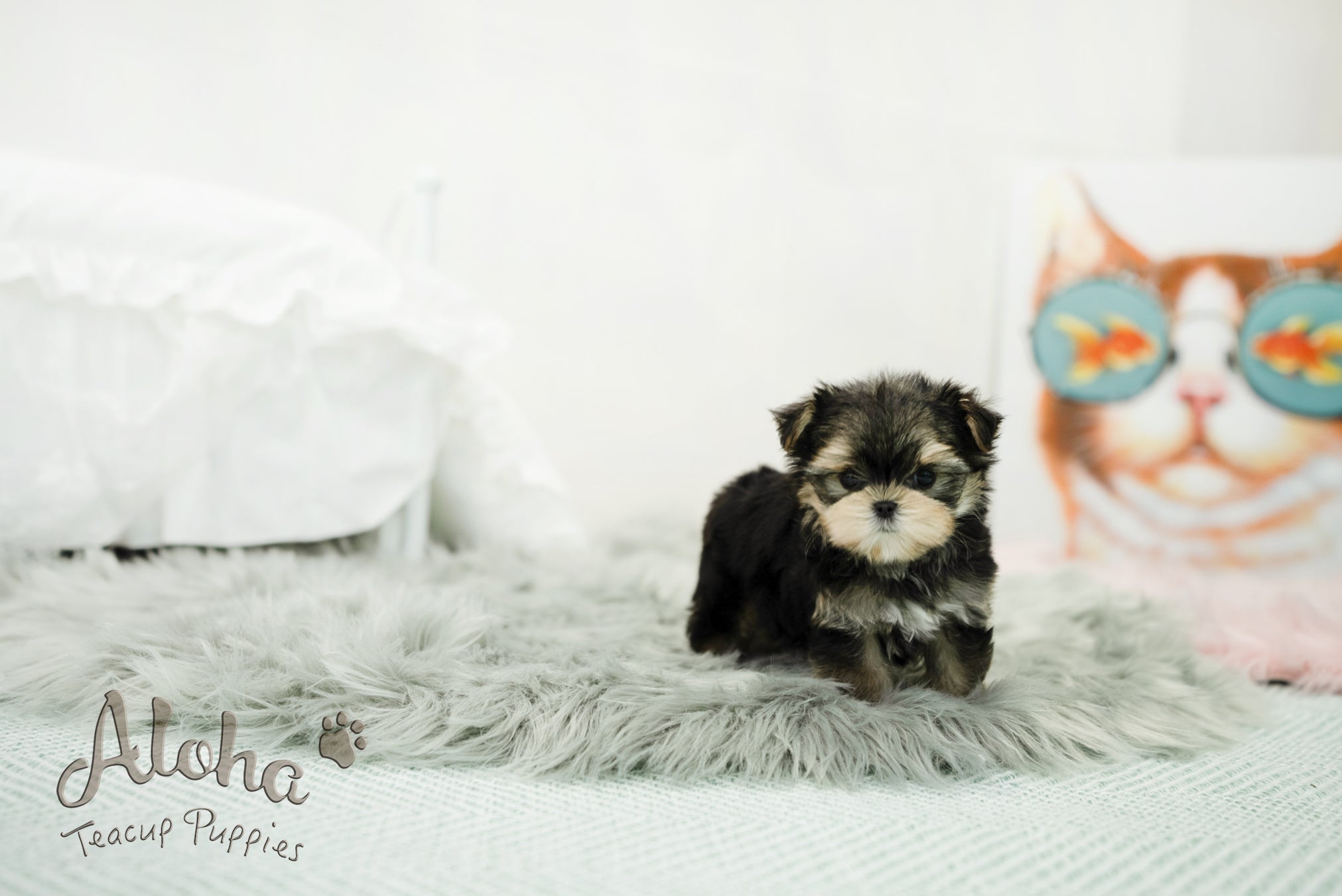 Oliver [TEACUP morkie]