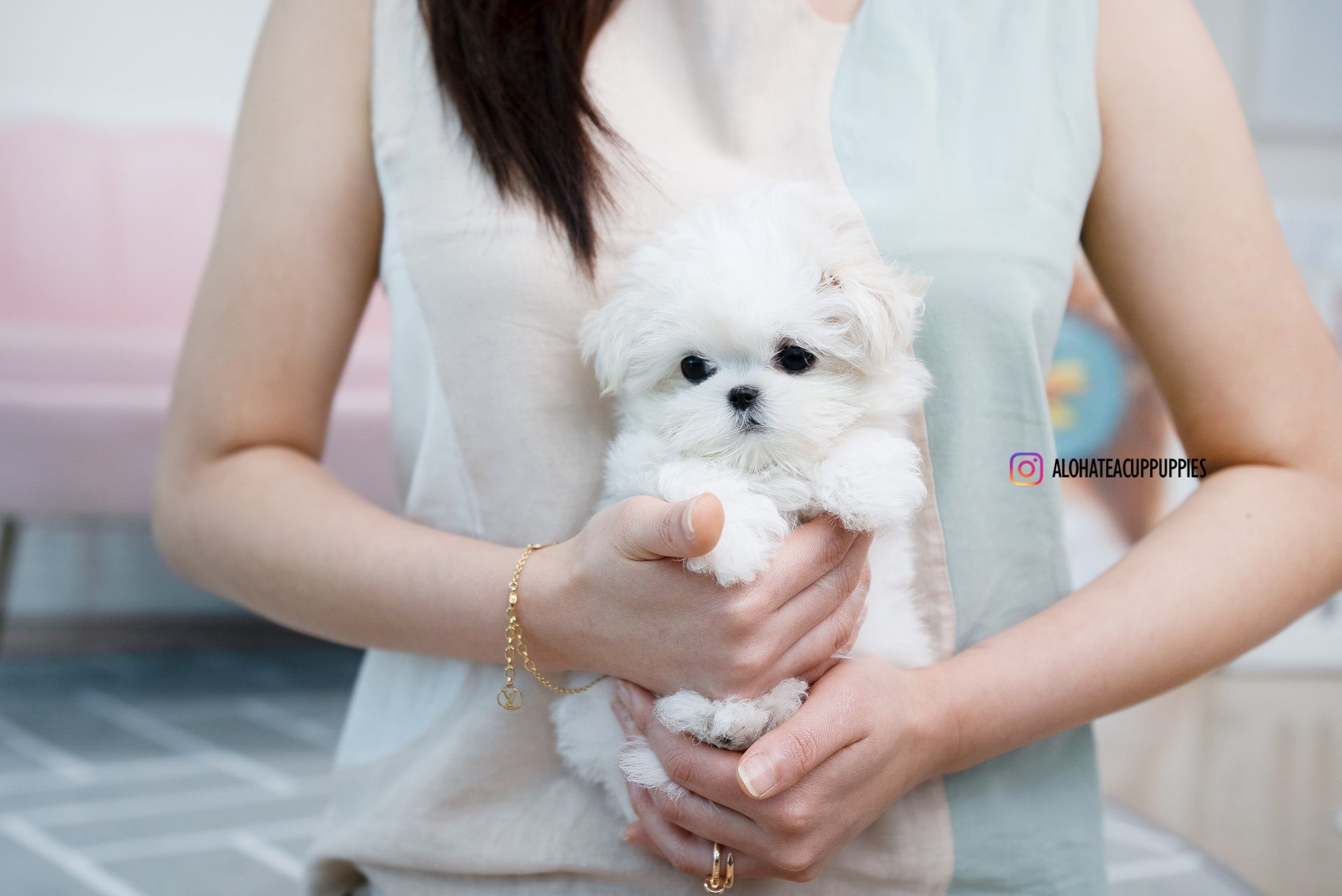 Nina [TEACUP MALTESE]