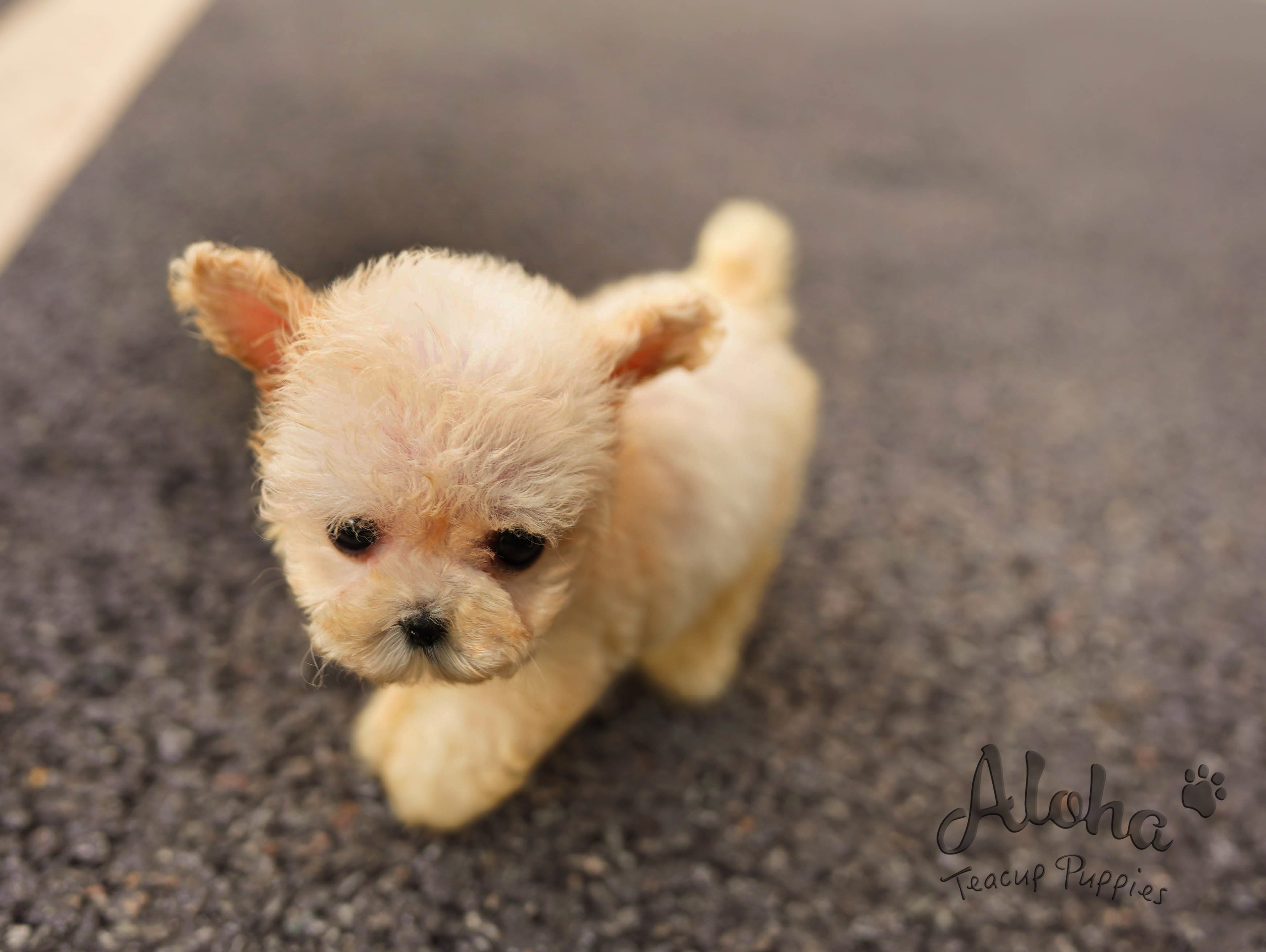 Haribo [TEACUP POODLE]