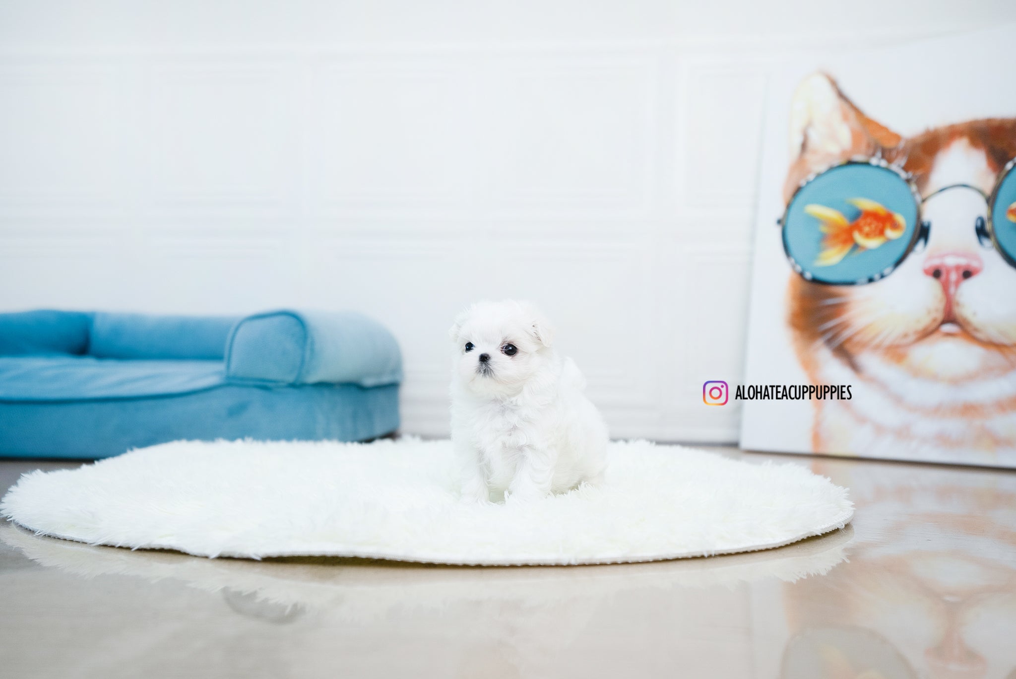 Ian [TEACUP MALTESE]