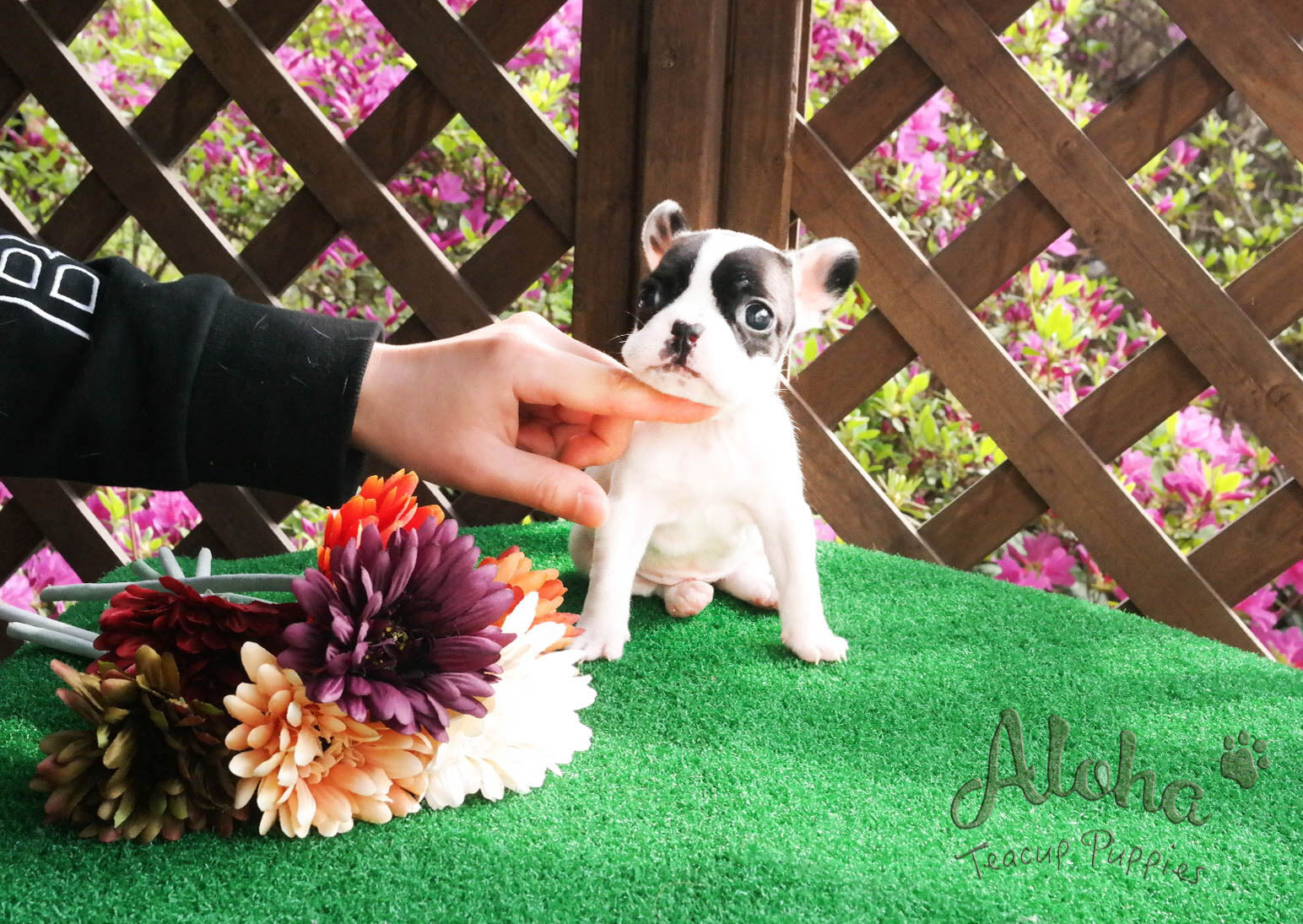 Sold to Jessie, Max [Teacup French]