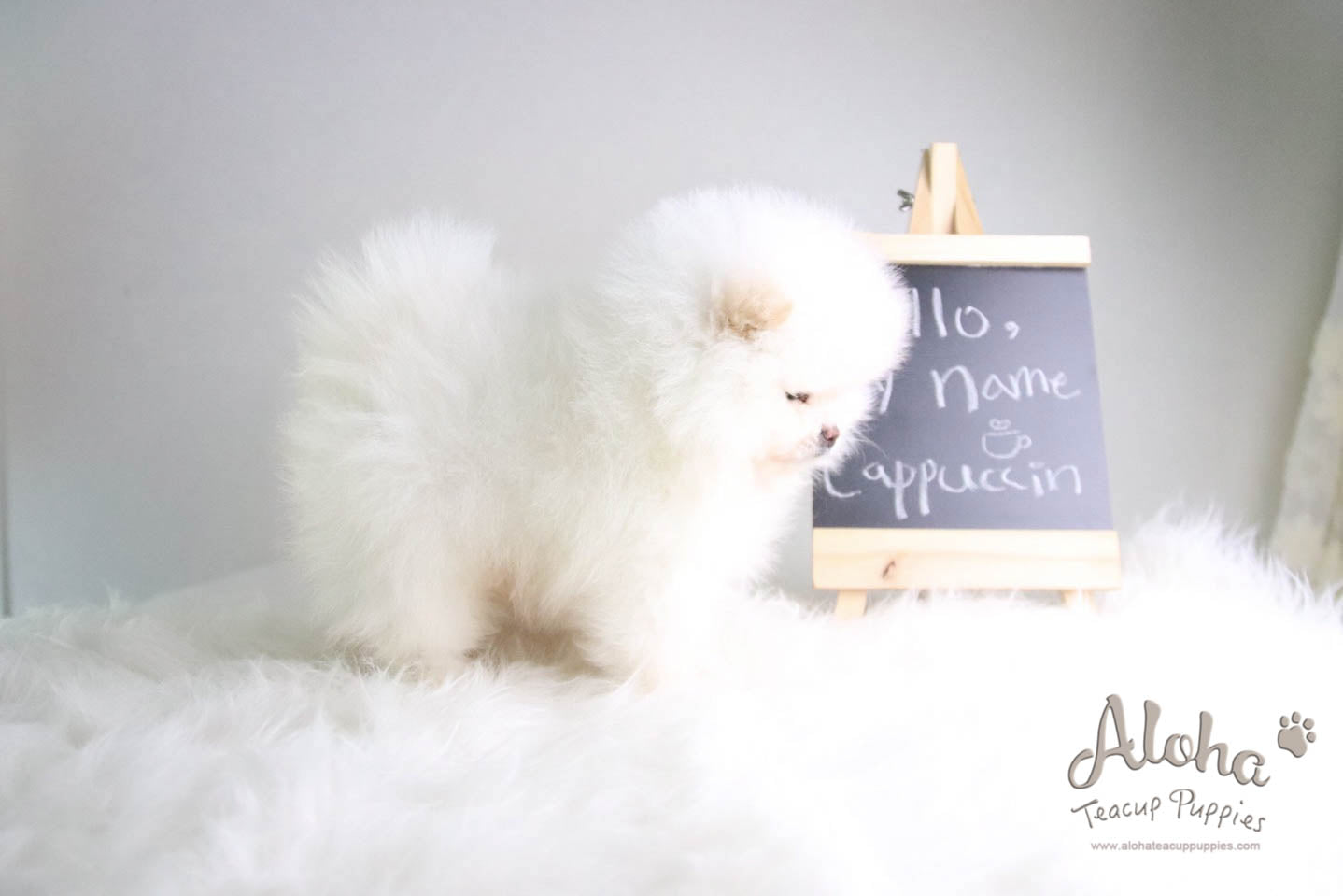 Cappuccino - [Pomeranian] - Reserved by Candide Monette