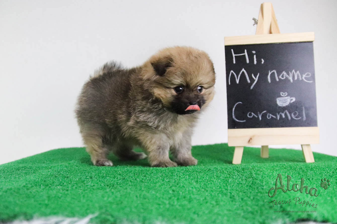 Caramel - [Pomeranian] - Reserved by Candide Monette