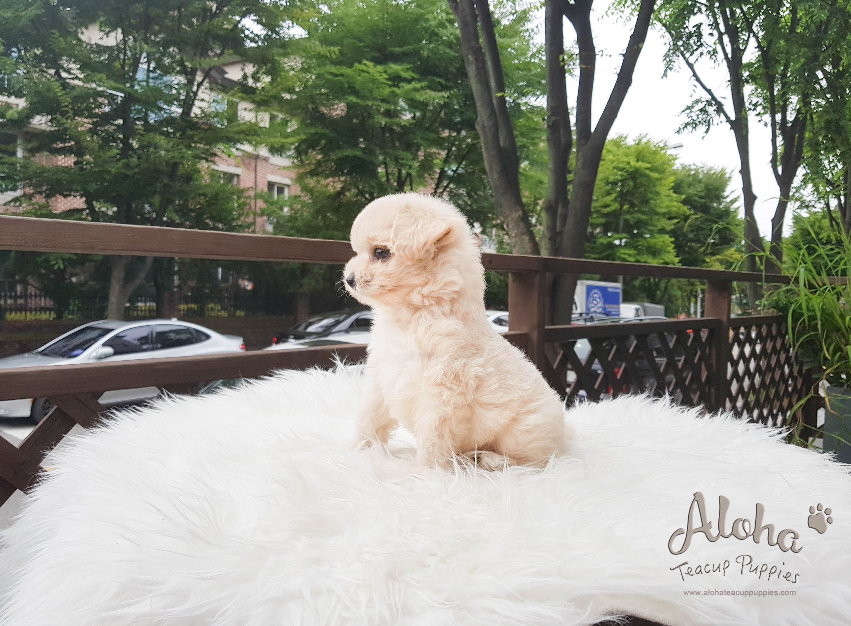 Drako - [Malti-poo]