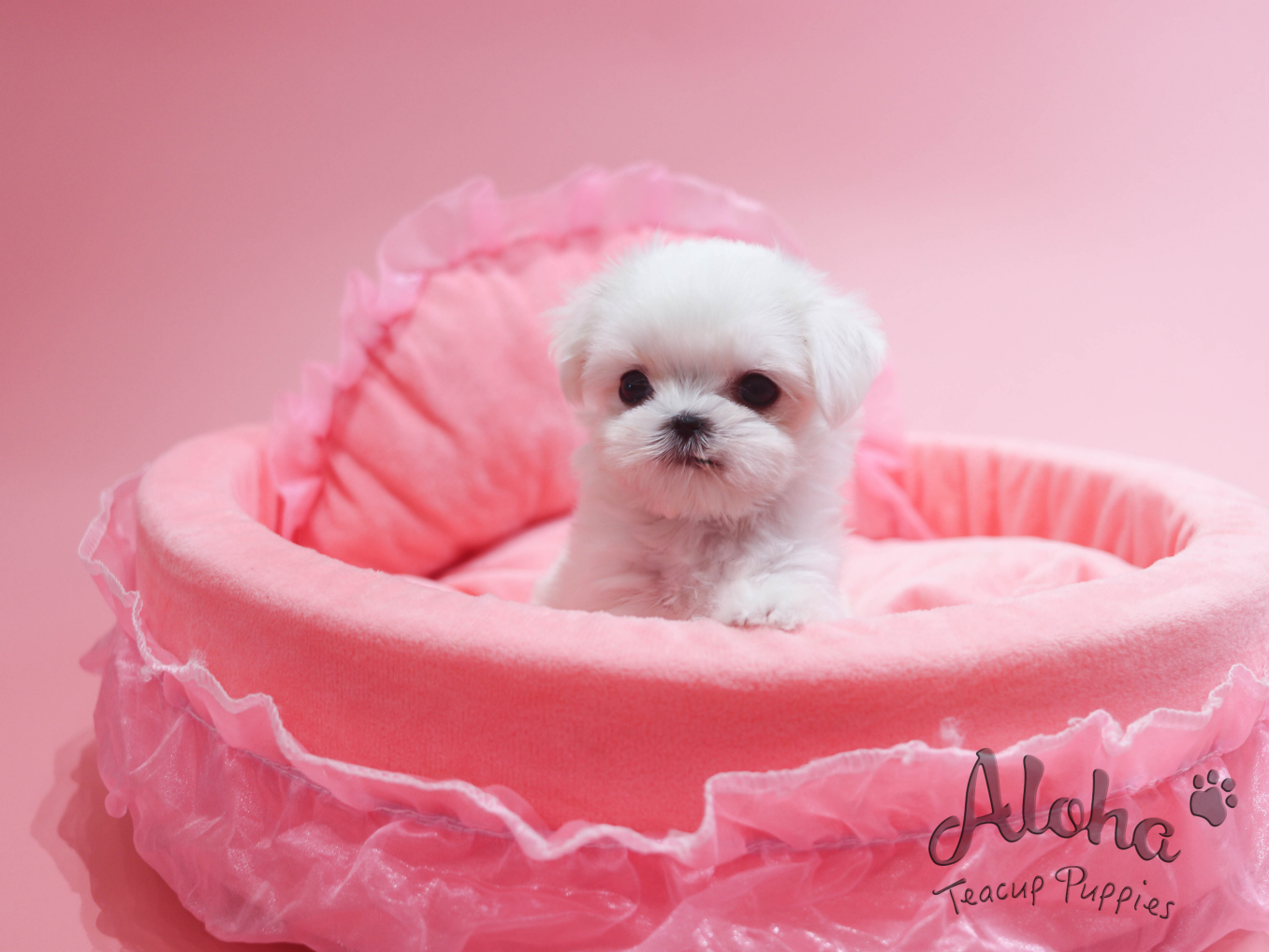 Sally [TEACUP MALTESE]