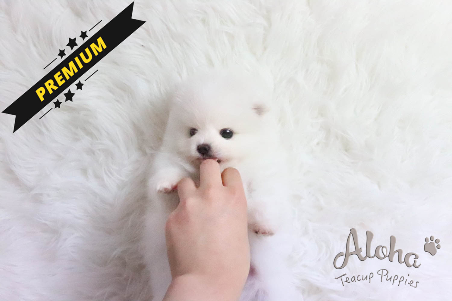 Vendida a Eva, ANNA - [Pomerania Toy]
