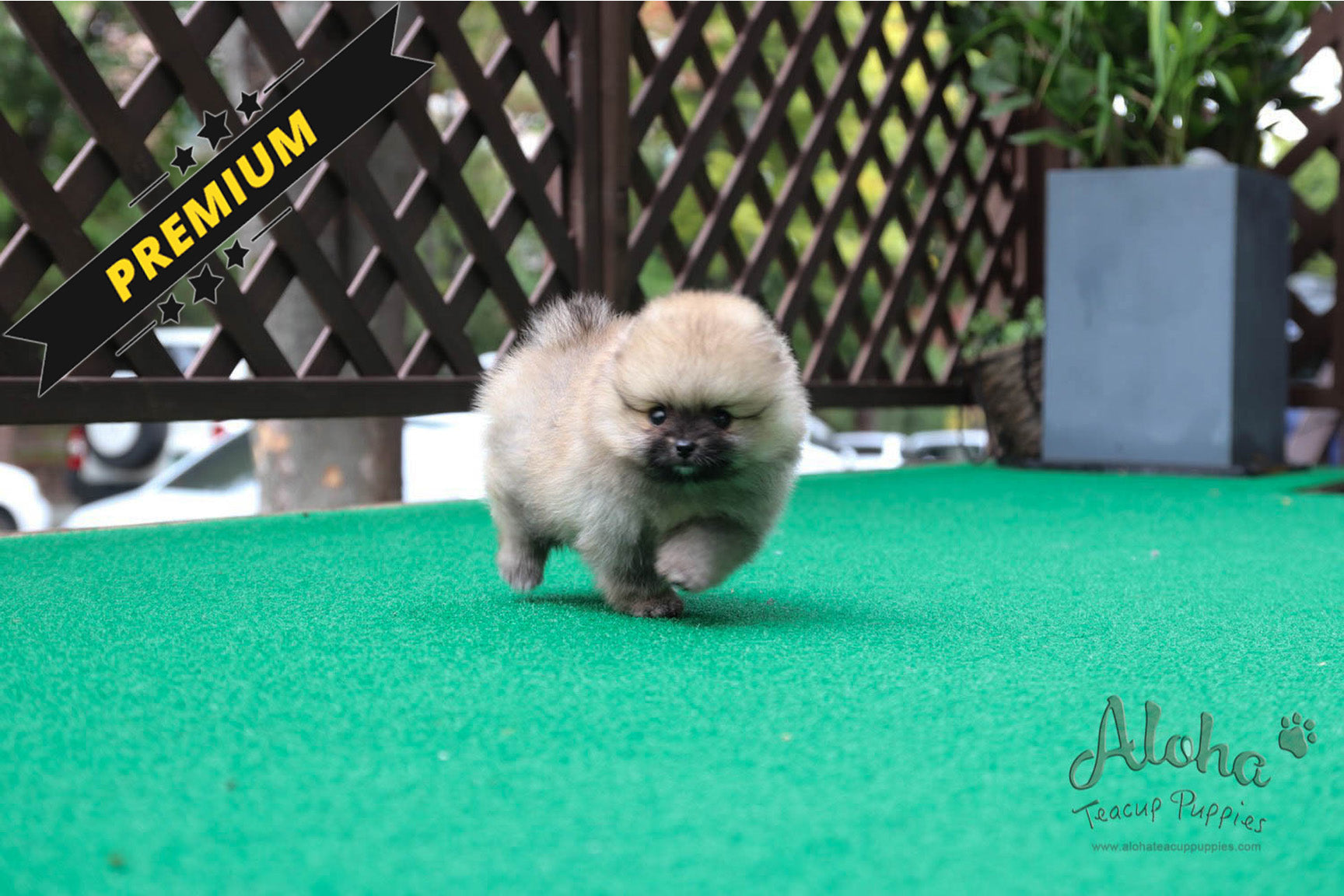 Zoe - [Pomeranian]