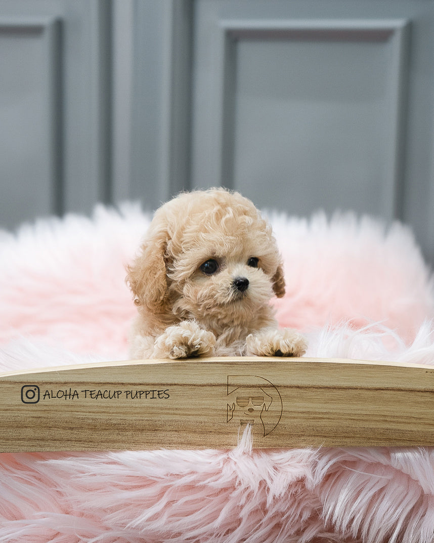 Aaron [TEACUP POODLE]