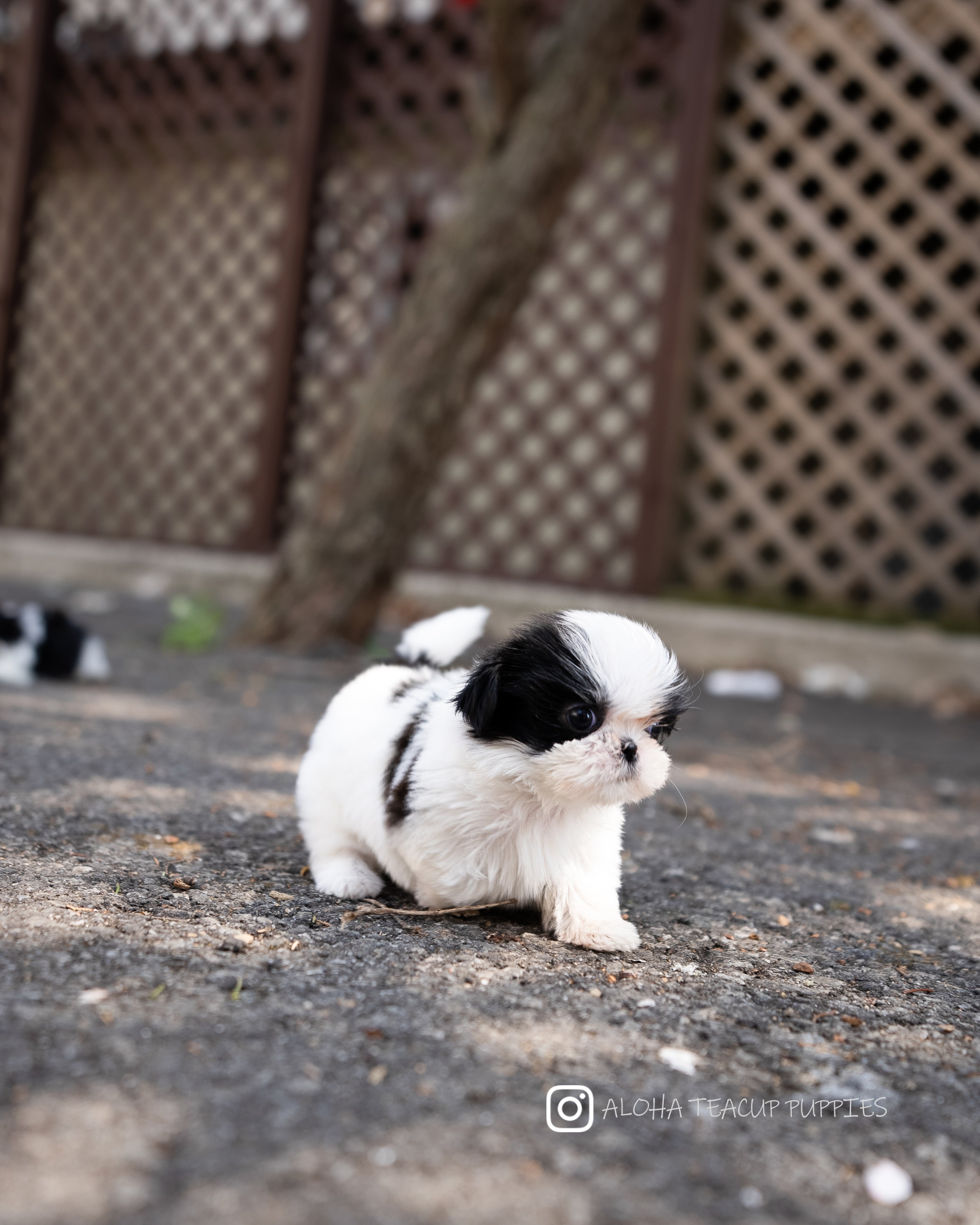 Freya [TEACUP SHIHTZU]