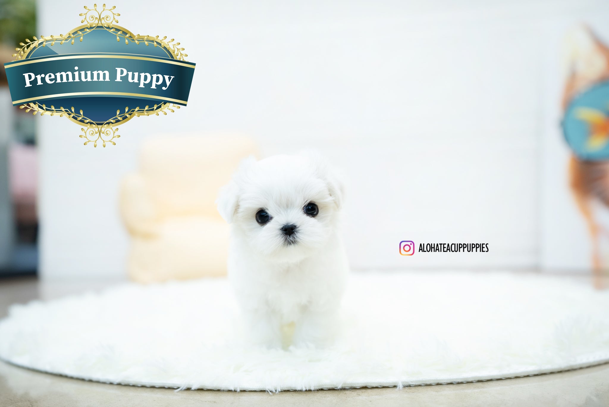 Jasmine [TEACUP MALTESE]
