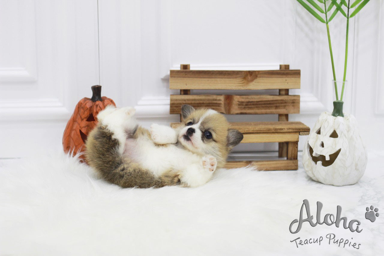 Vendido a Tom, Cookie [Corgi galés TAZA DE TÉ]