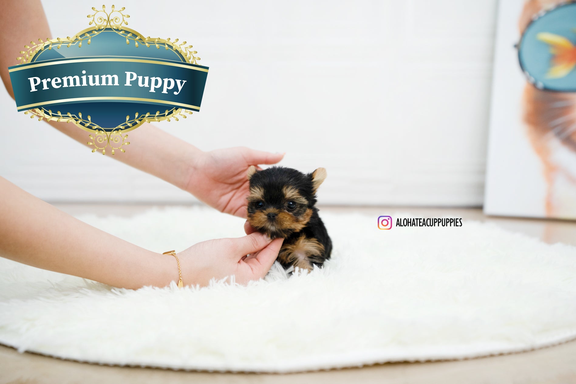 Betty [TEACUP YORKIE]